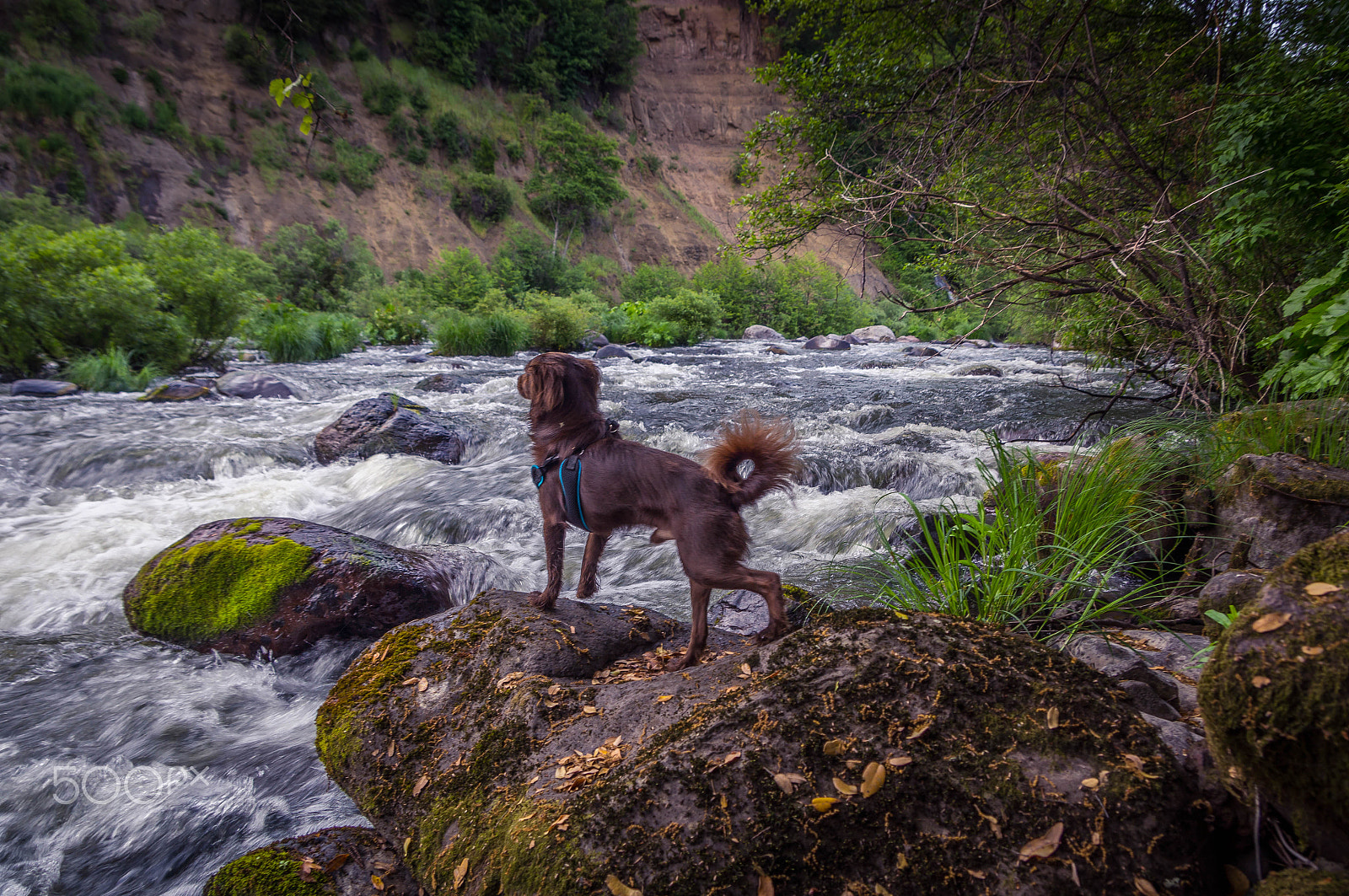 Sony Alpha DSLR-A580 sample photo. Pit river photography