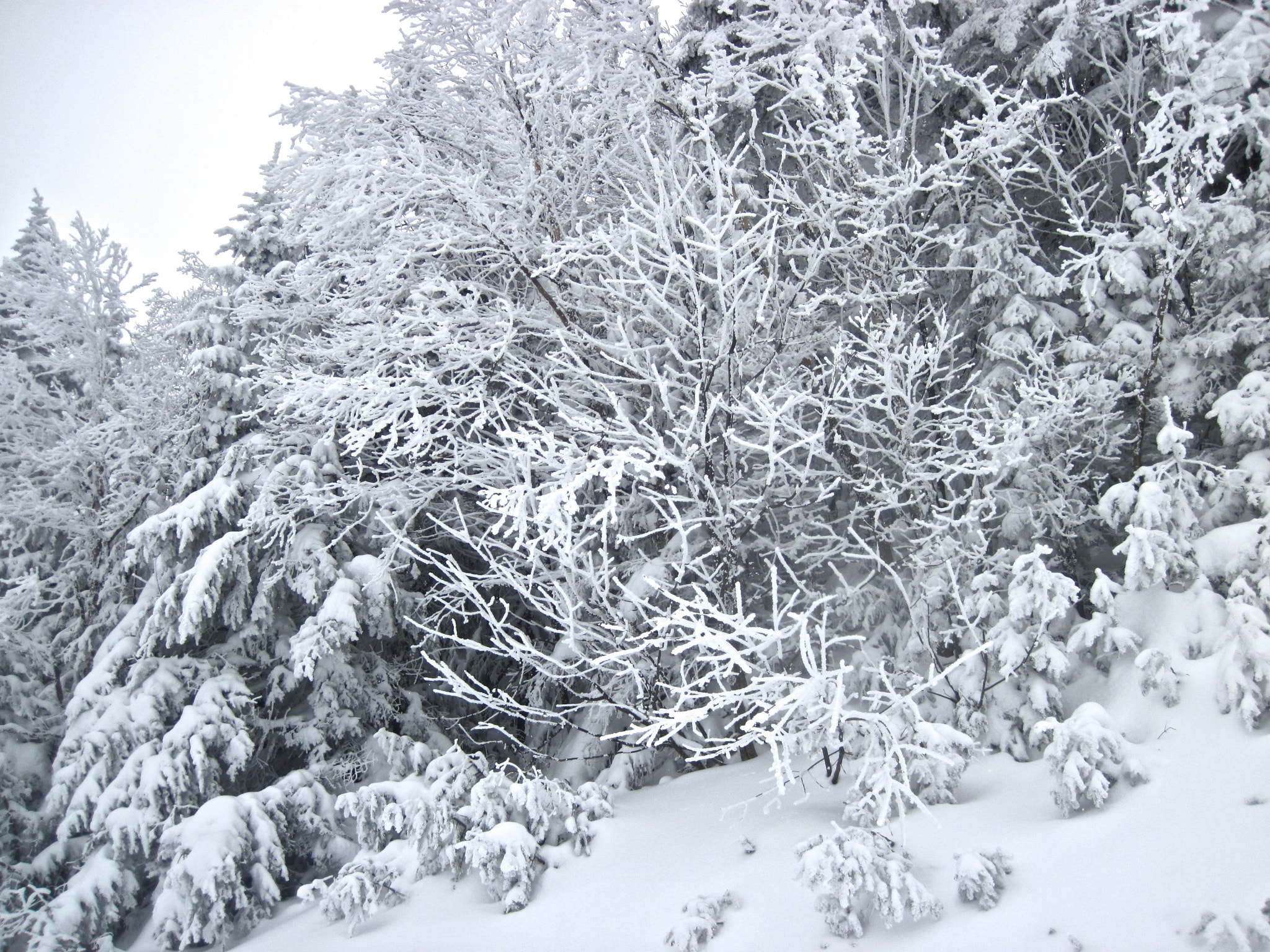 Canon PowerShot D10 sample photo. Sugarbush heavens gate white trees photography