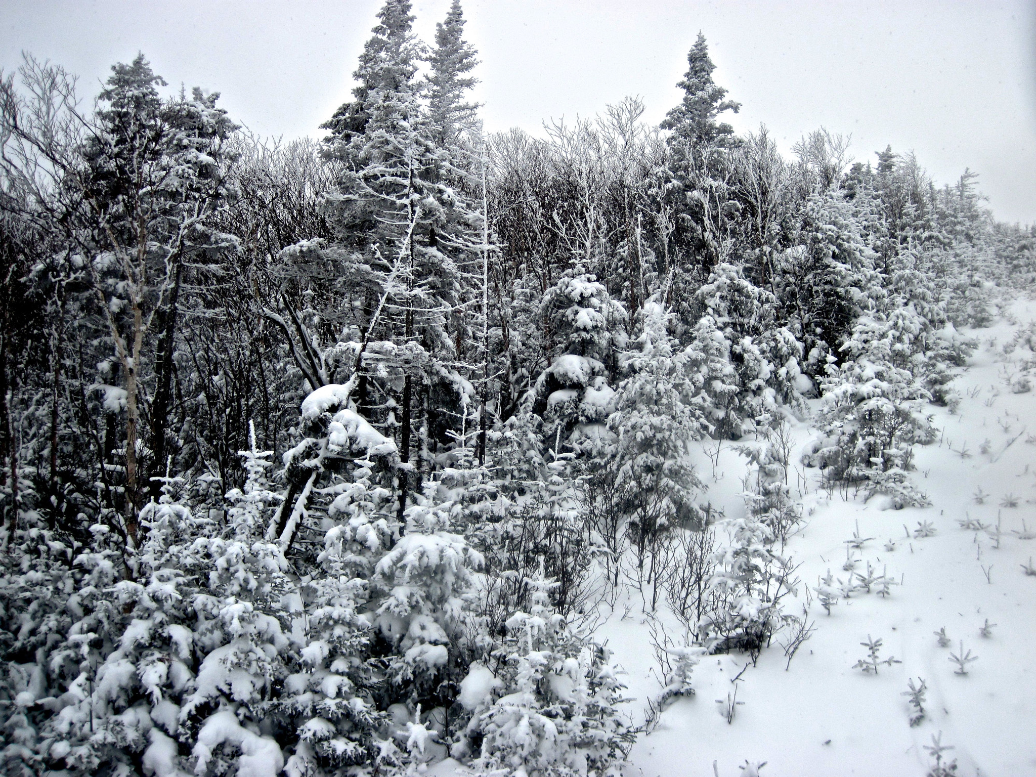 Canon PowerShot D10 sample photo. Sugarbush mount ellen lift snow trees photography