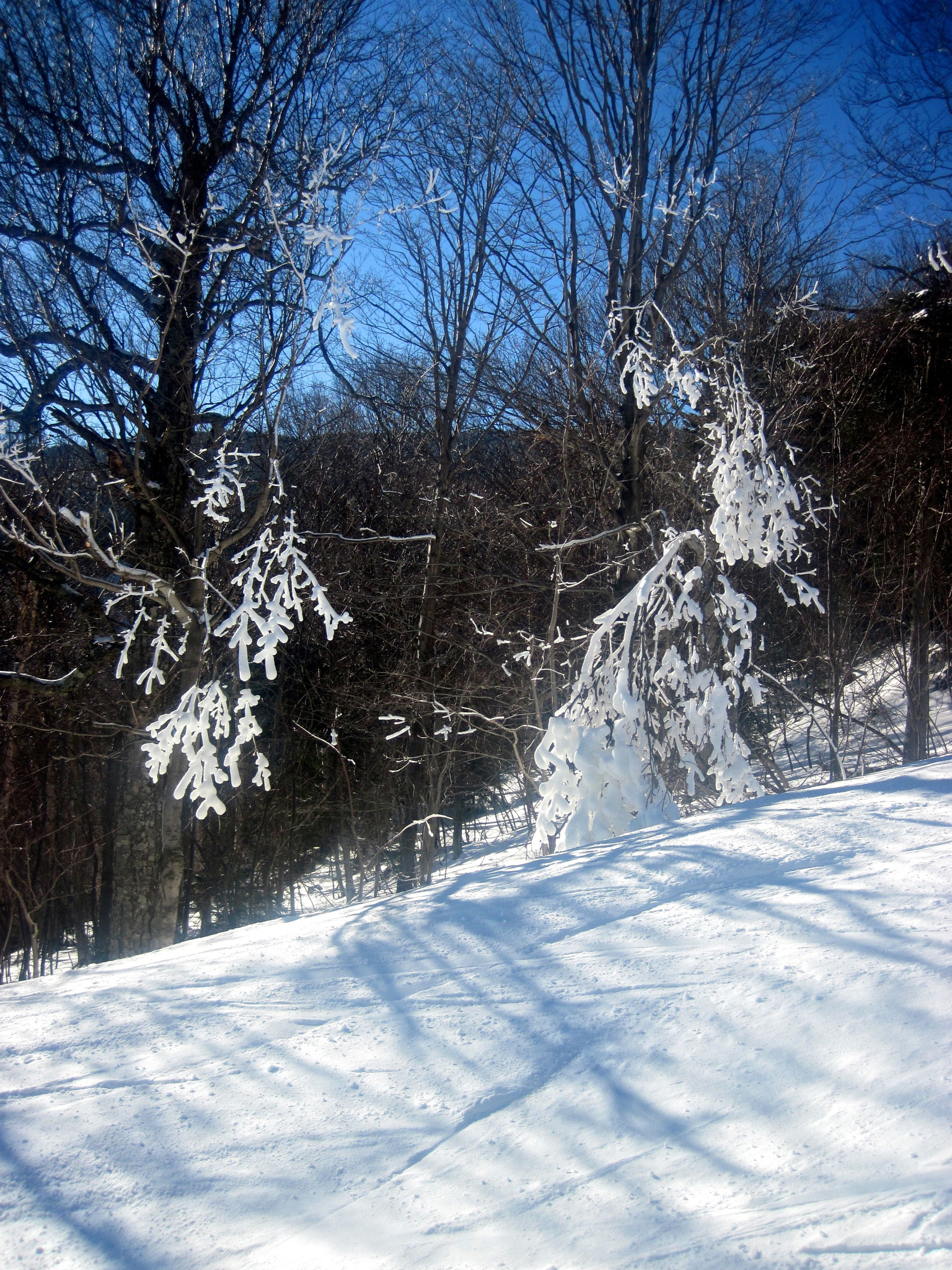 Canon PowerShot D10 sample photo. Sugarbush snow on branches photography