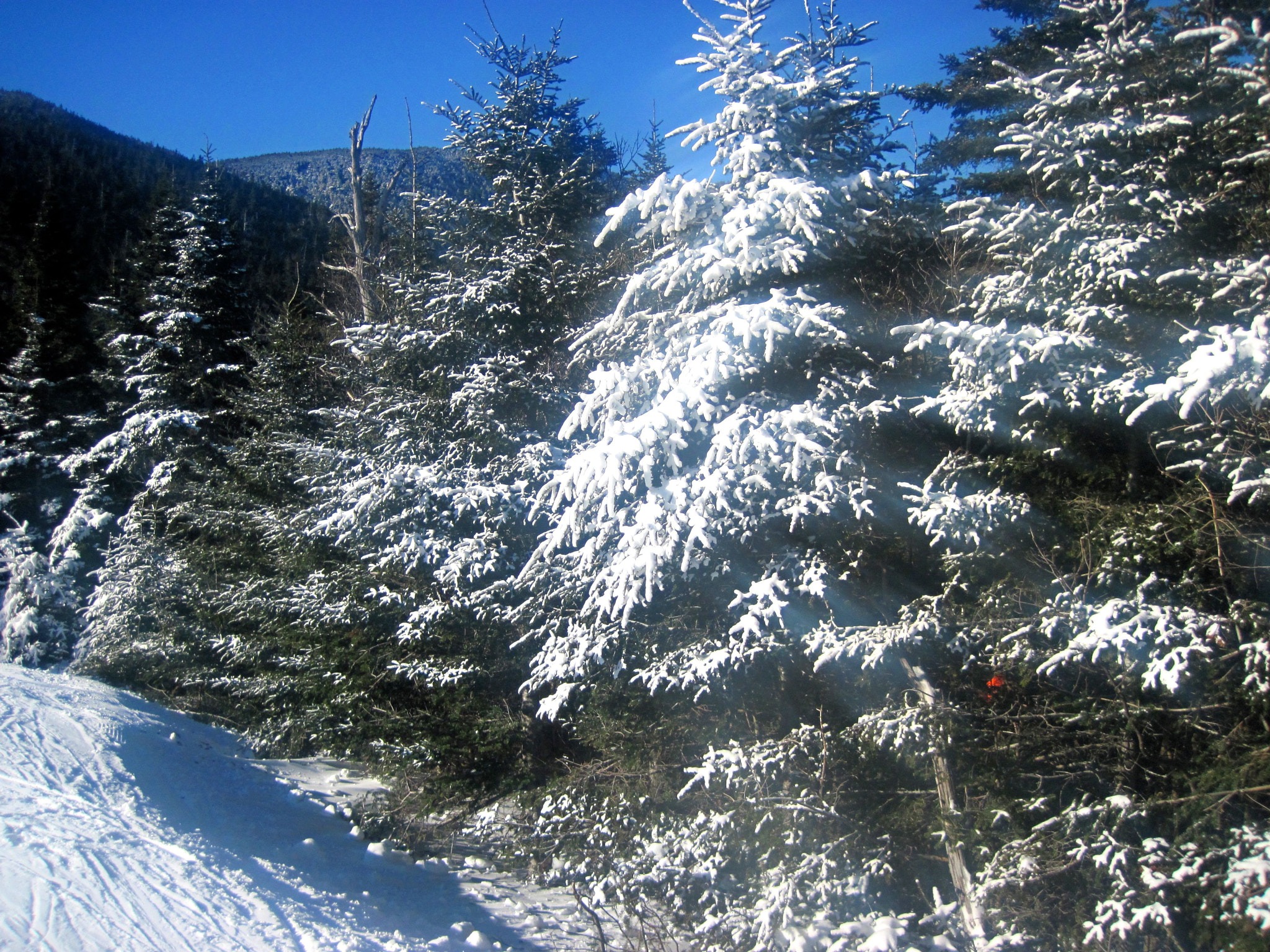 Canon PowerShot D10 sample photo. Sugarbush snow trees photography