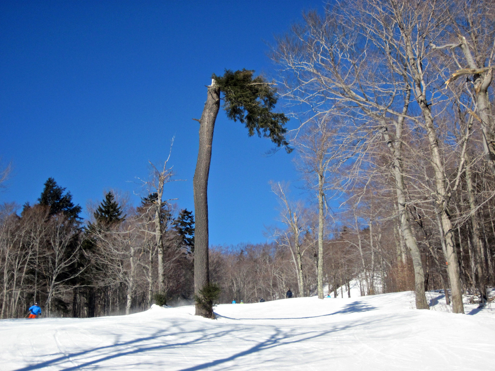 Canon PowerShot D10 sample photo. Sugarbush trees missing top photography