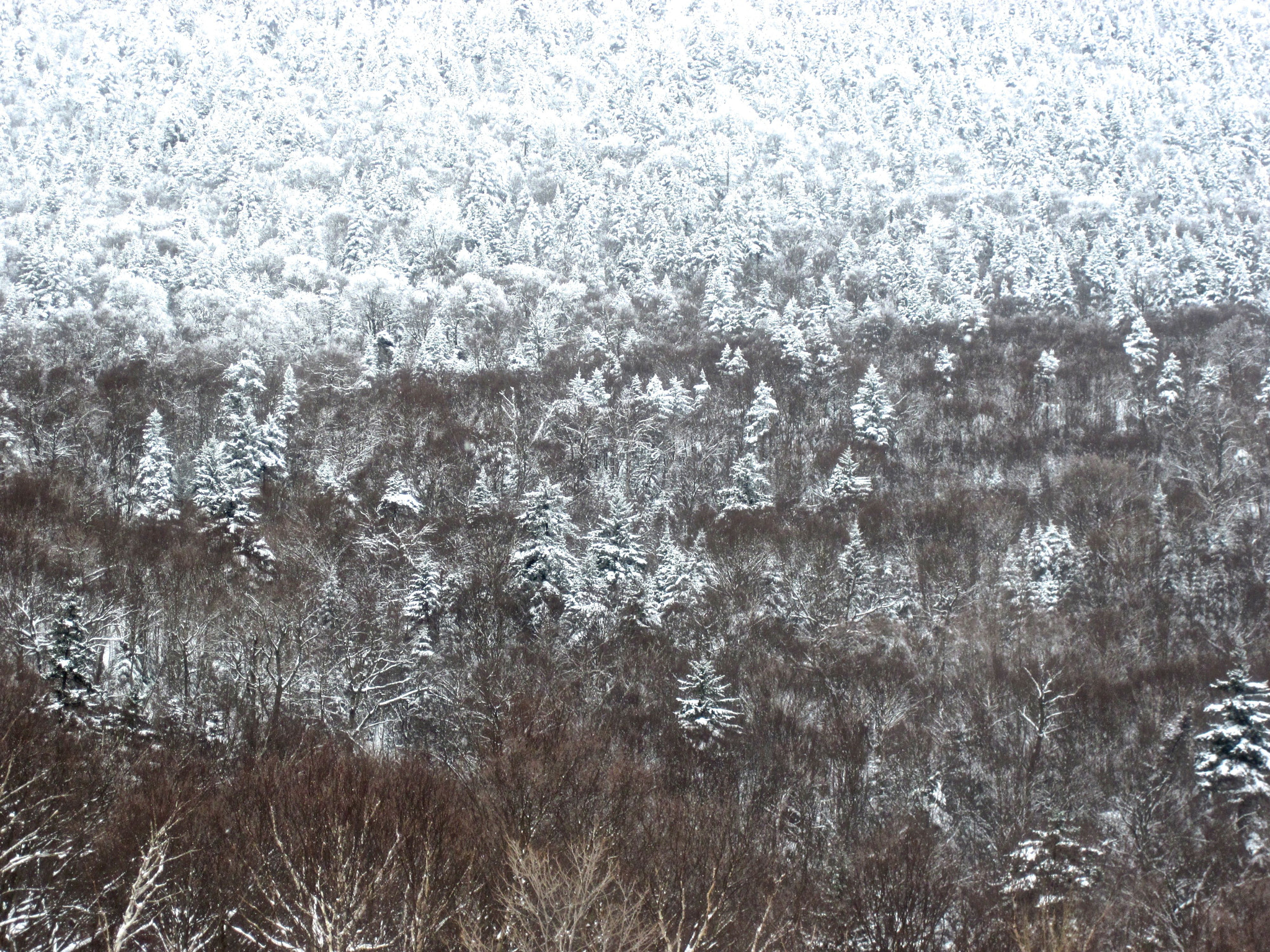 Canon PowerShot D10 sample photo. Sugarbush trees white photography