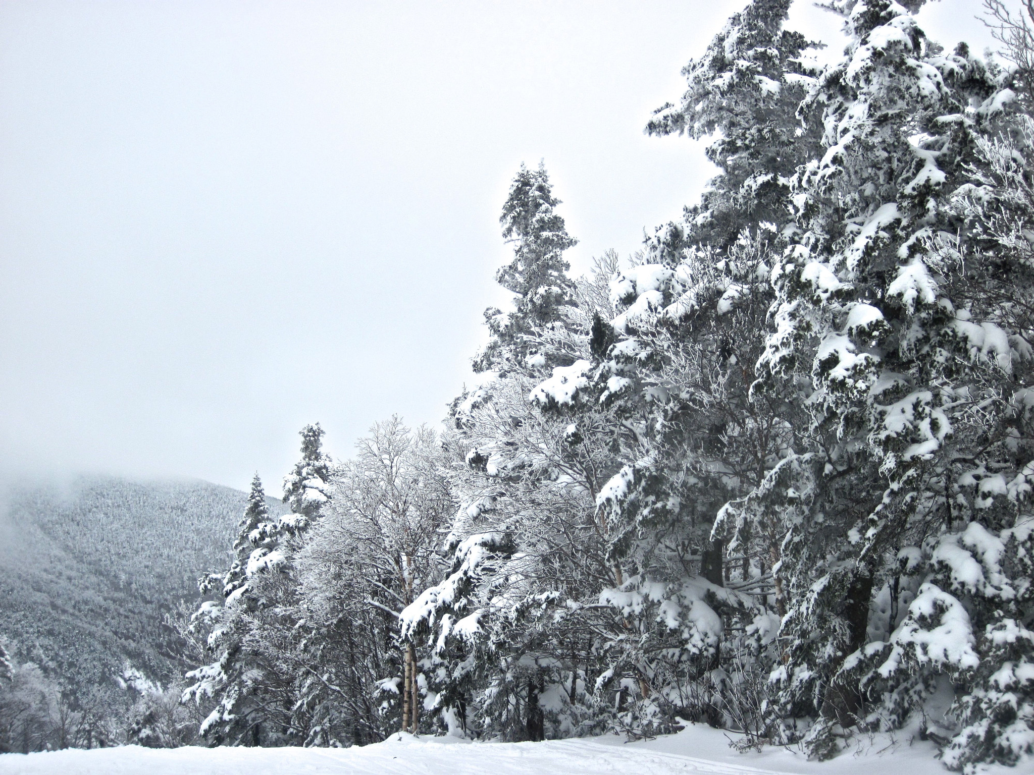 Canon PowerShot D10 sample photo. Sugarbush white trees heavens gate photography