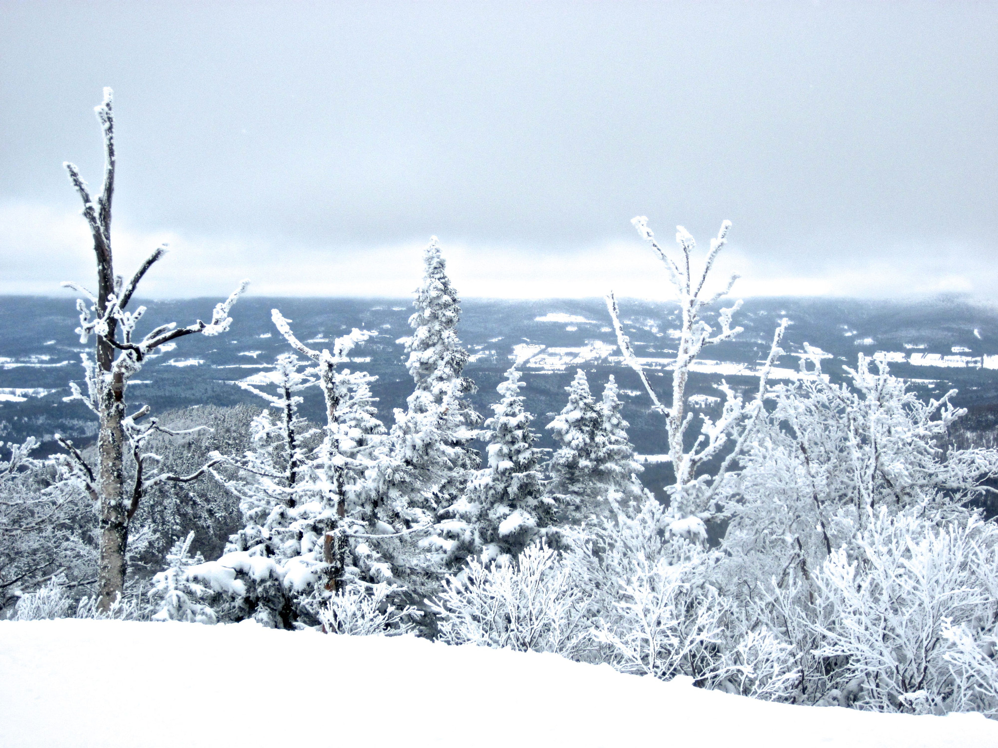 Canon PowerShot D10 sample photo. Sugarbush white trees heavens gate photography