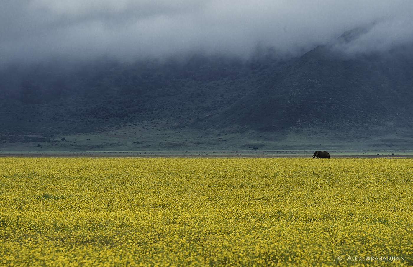Nikon D4S sample photo. The yellow sea and the elephant photography