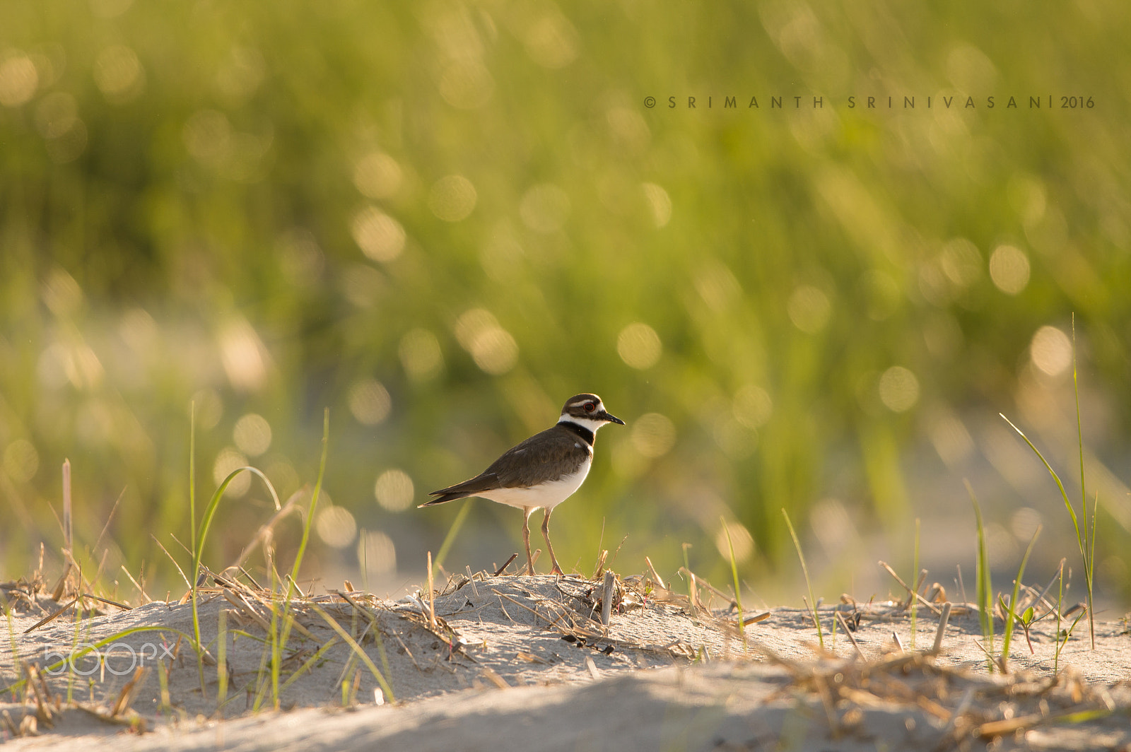 Nikon D610 + Nikon AF-S Nikkor 600mm F4G ED VR sample photo. Killdeer photography