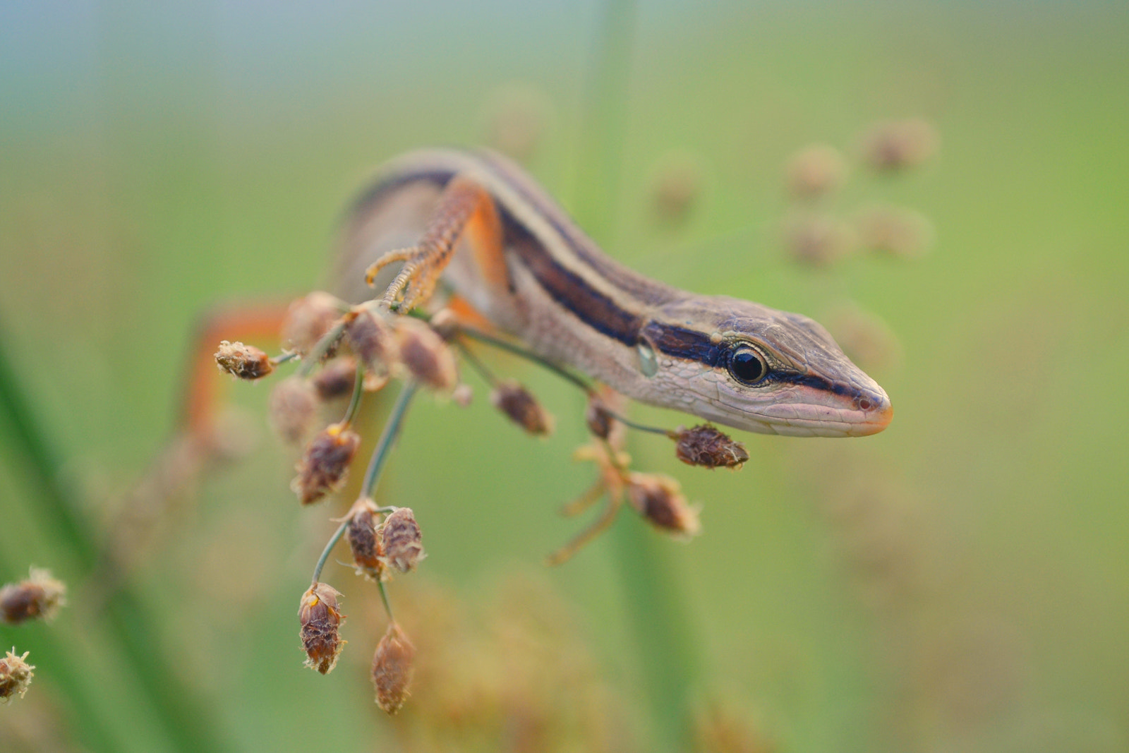 Nikon AF DX Fisheye-Nikkor 10.5mm F2.8G ED sample photo. Asian grass lizard photography