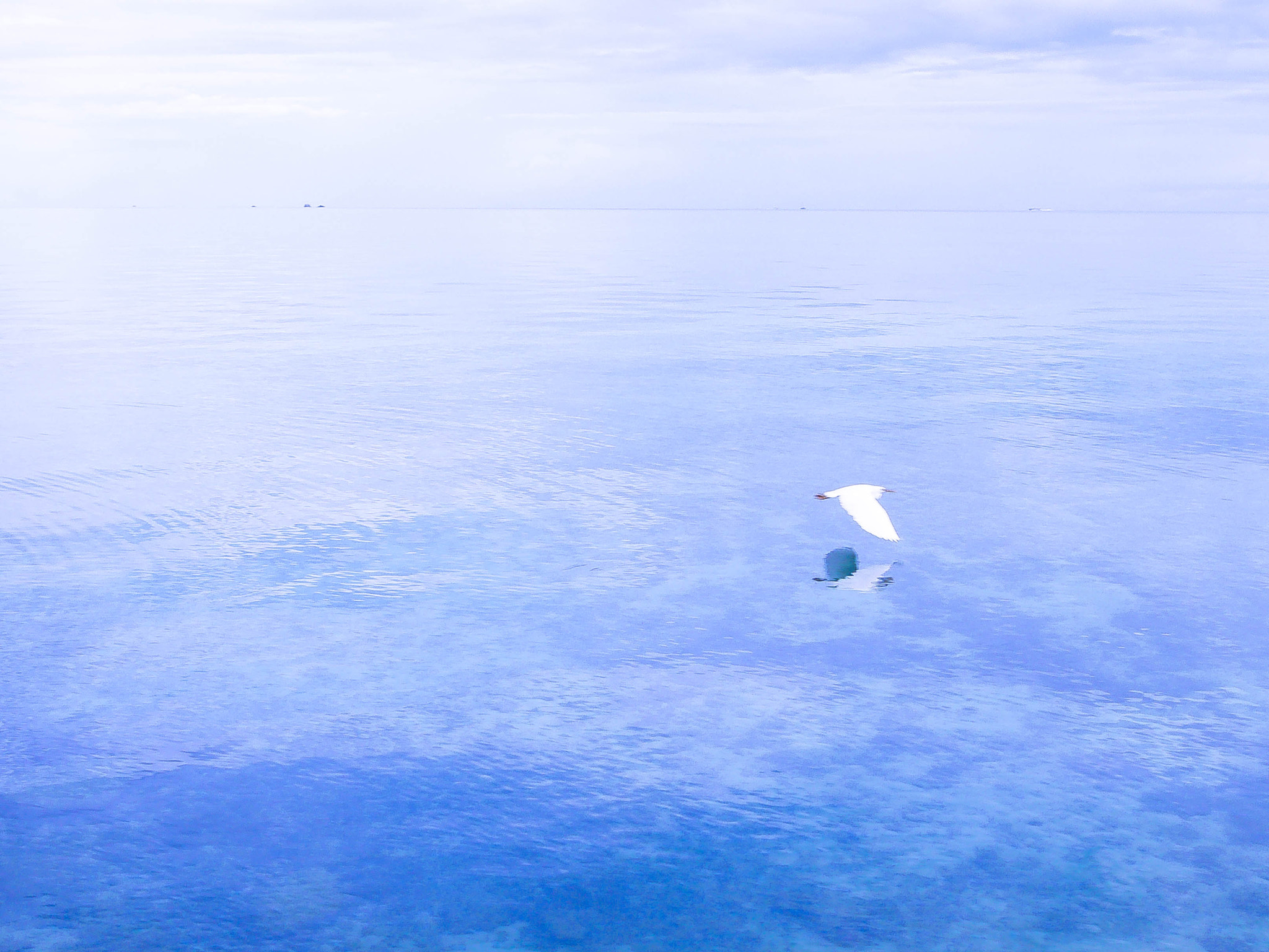 Panasonic Lumix DMC-GX1 + OLYMPUS M.9-18mm F4.0-5.6 sample photo. Bird reflection photography