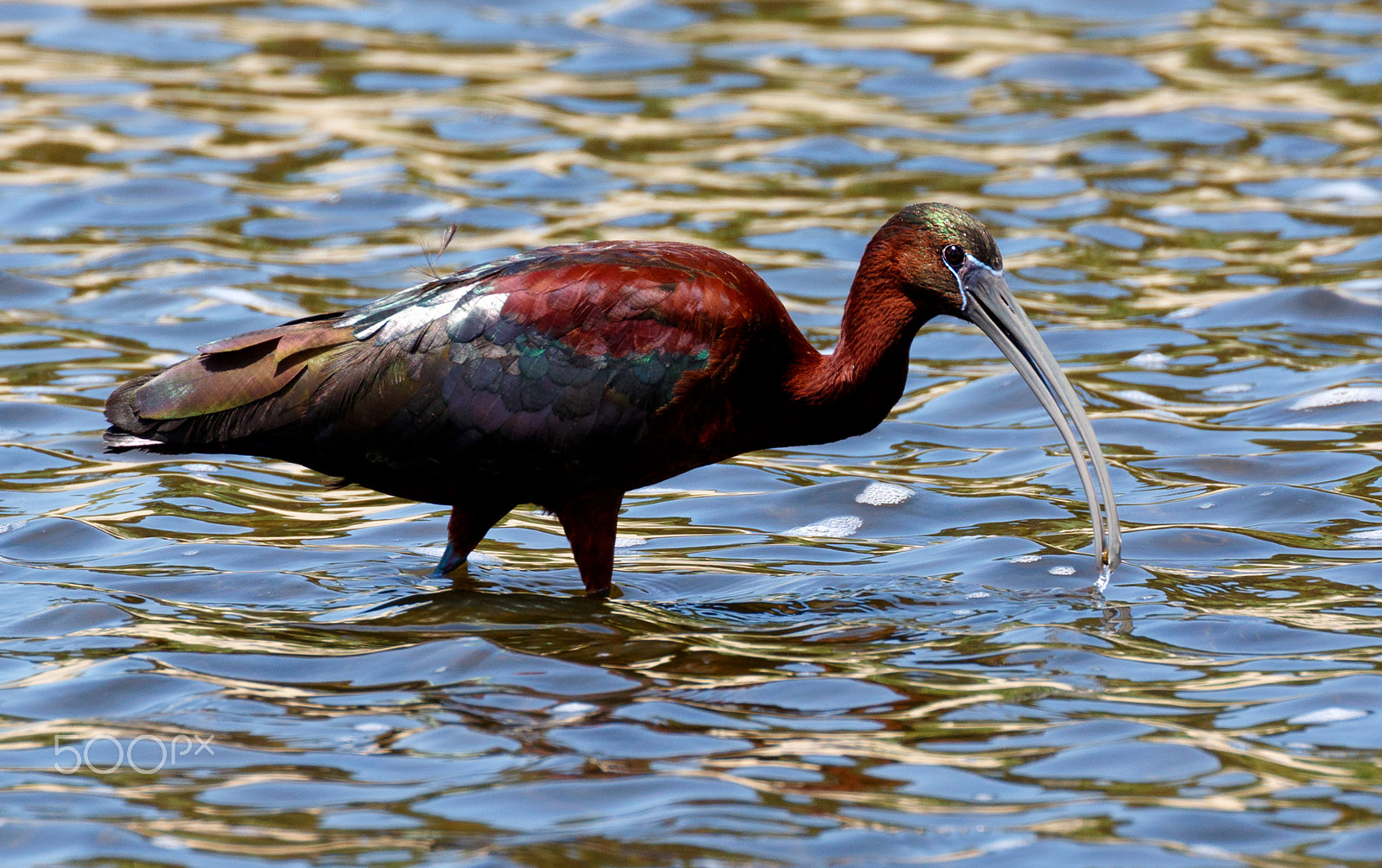 Canon EOS 7D Mark II + Canon EF 100-400mm F4.5-5.6L IS II USM sample photo. Ibis9639.jpg photography