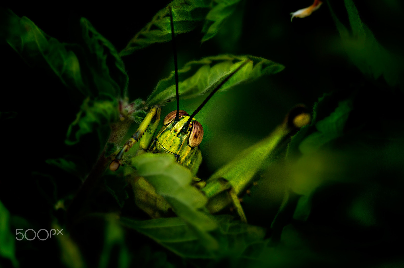 Pentax K-30 + Tamron SP AF 90mm F2.8 Di Macro sample photo. Hide n seek photography