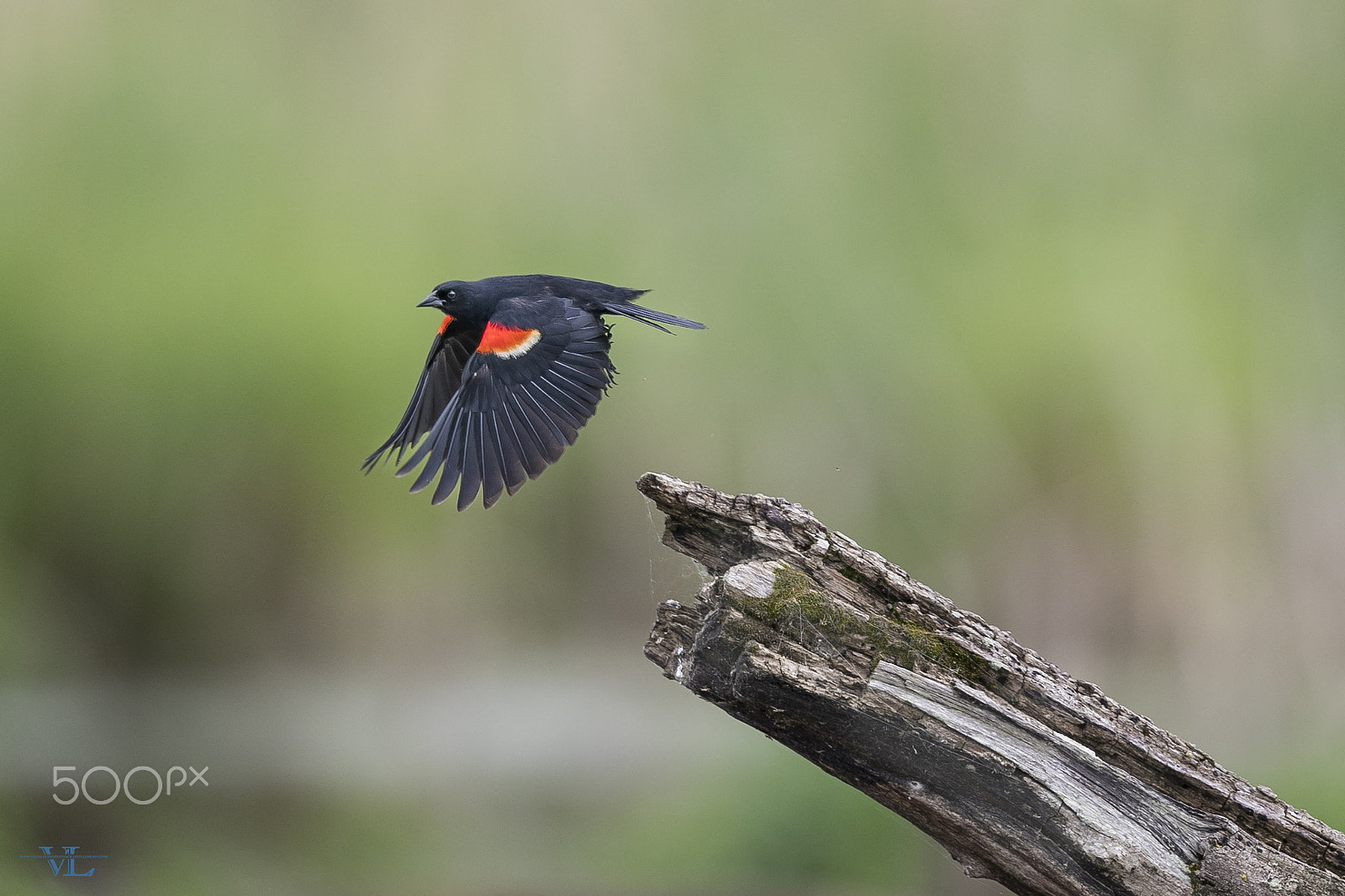 Canon EF 600mm f/4L IS sample photo. Red-winged black bird photography