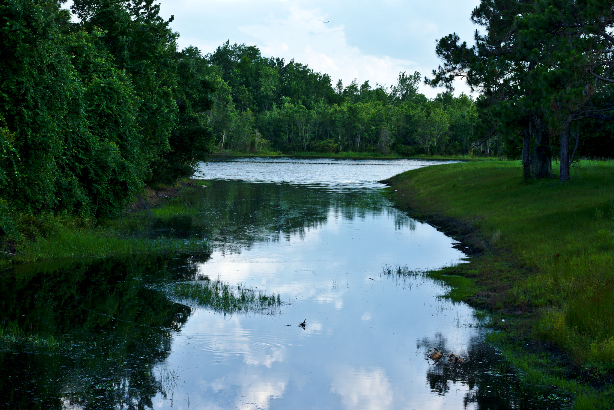 Nikon D810 + Manual Lens No CPU sample photo. Summer green pond photography