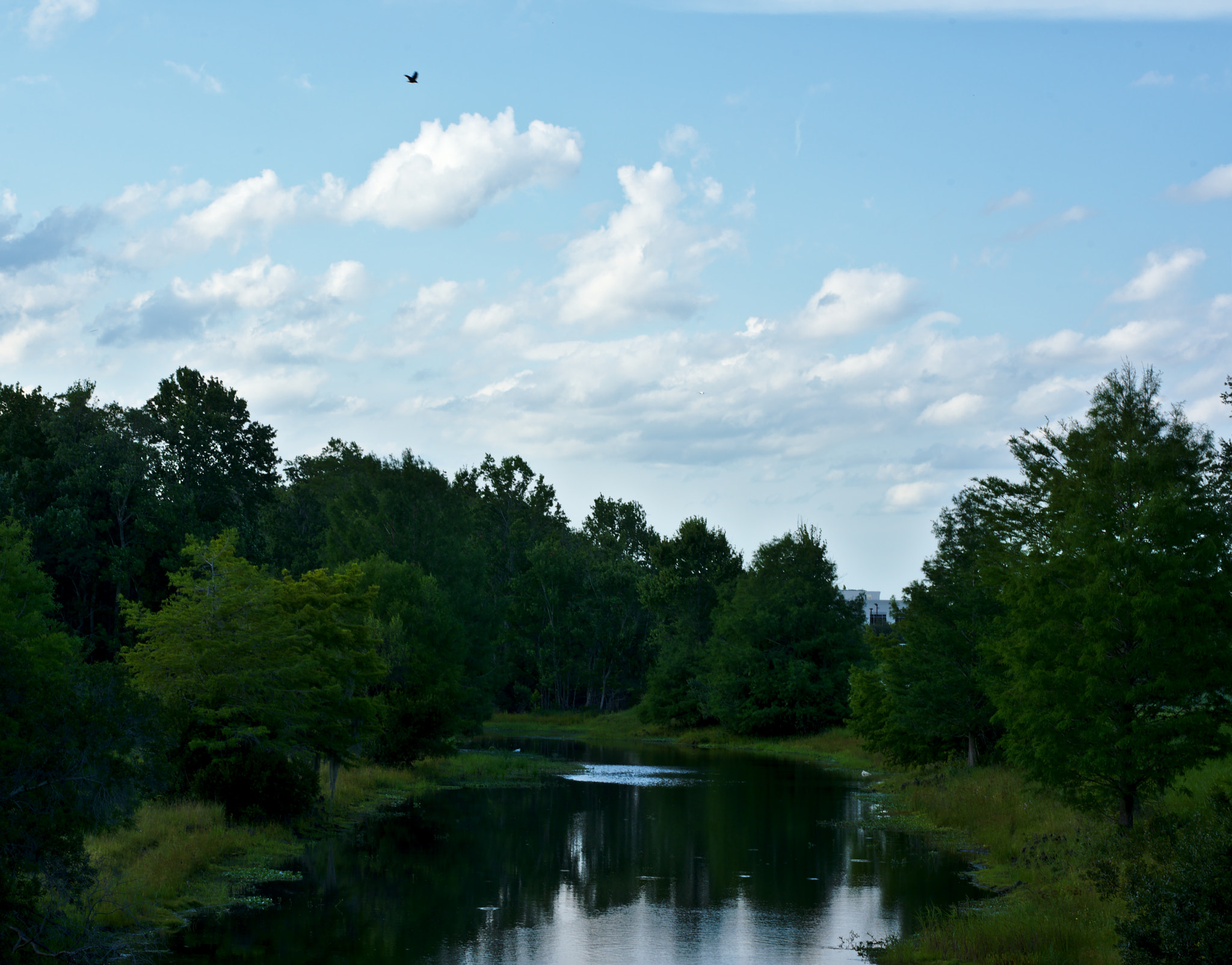 Manual Lens No CPU sample photo. Summer in orlando photography