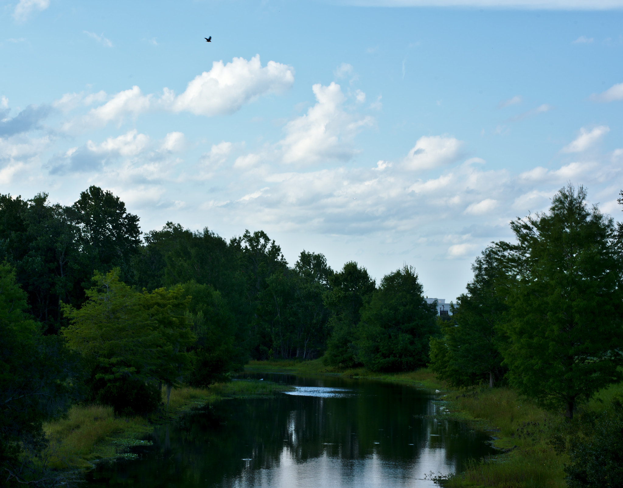 Nikon D810 + Manual Lens No CPU sample photo. Summer in orlando photography