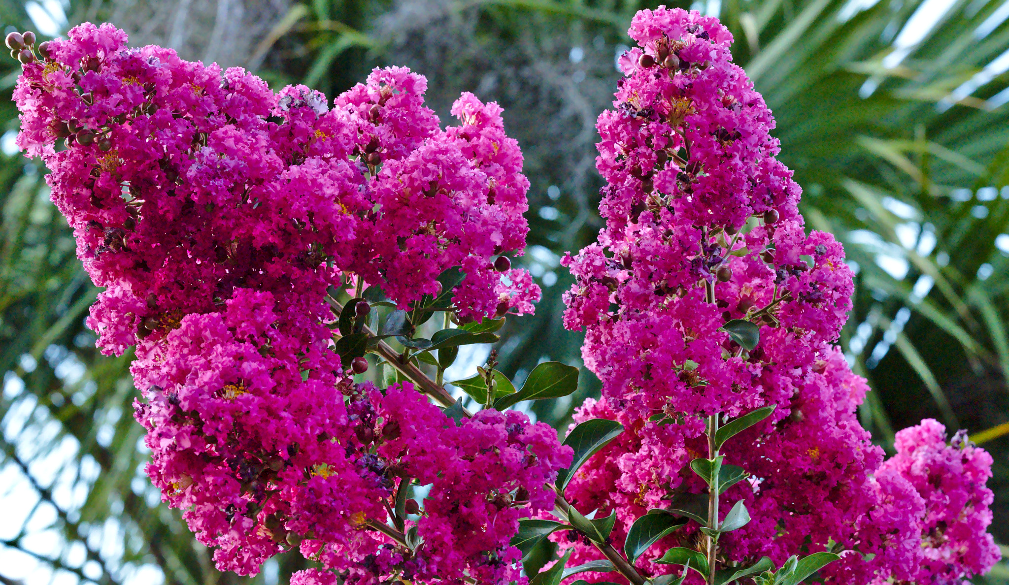 Nikon D810 + Manual Lens No CPU sample photo. Pink crepe myrtle i photography