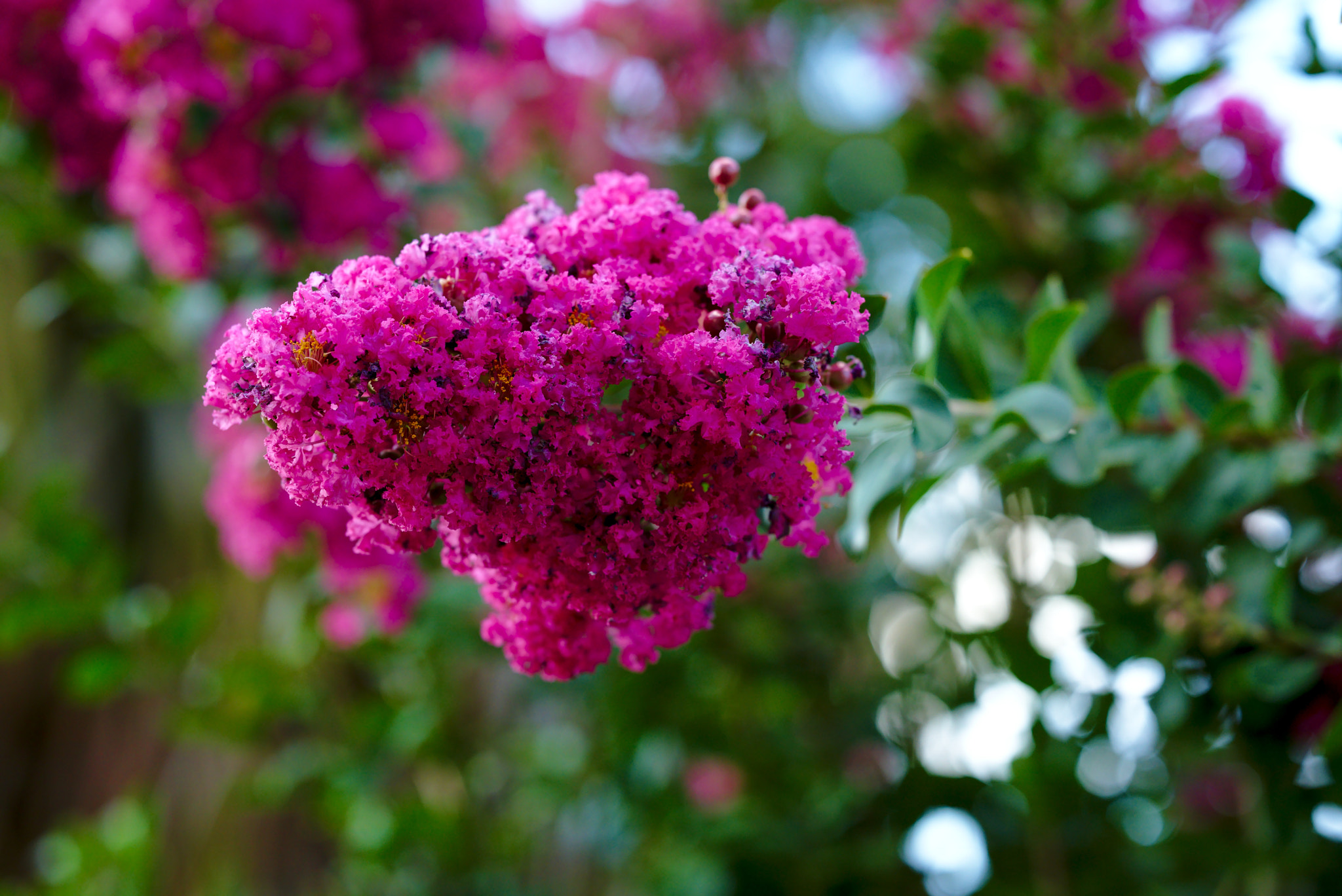 Nikon D810 + Manual Lens No CPU sample photo. Pink crepe myrtle ii photography