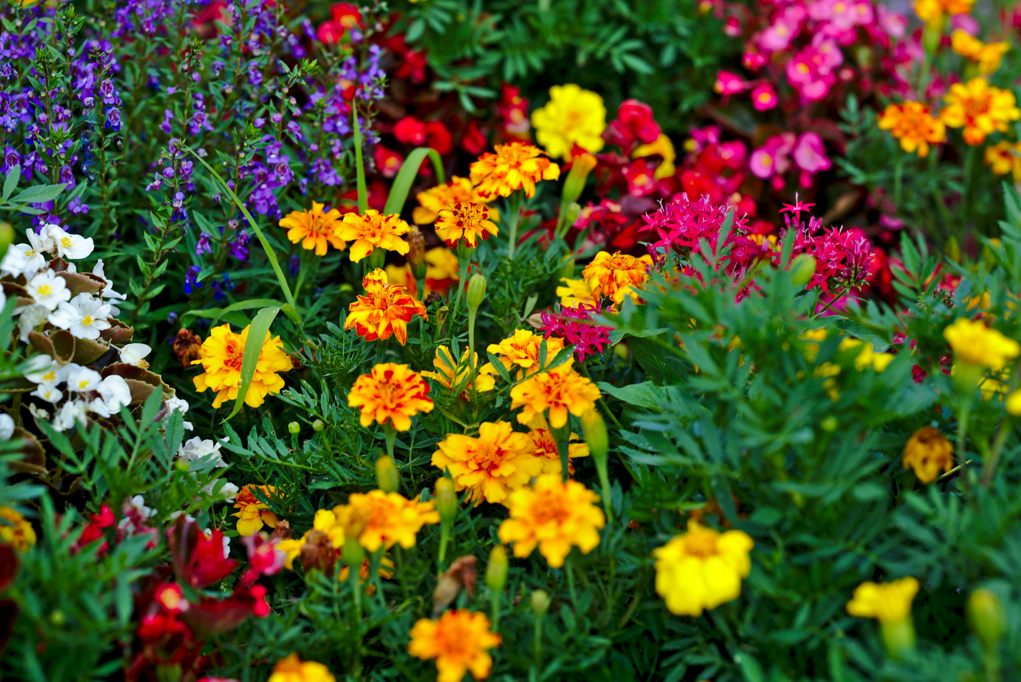 Manual Lens No CPU sample photo. Flowers galore! photography