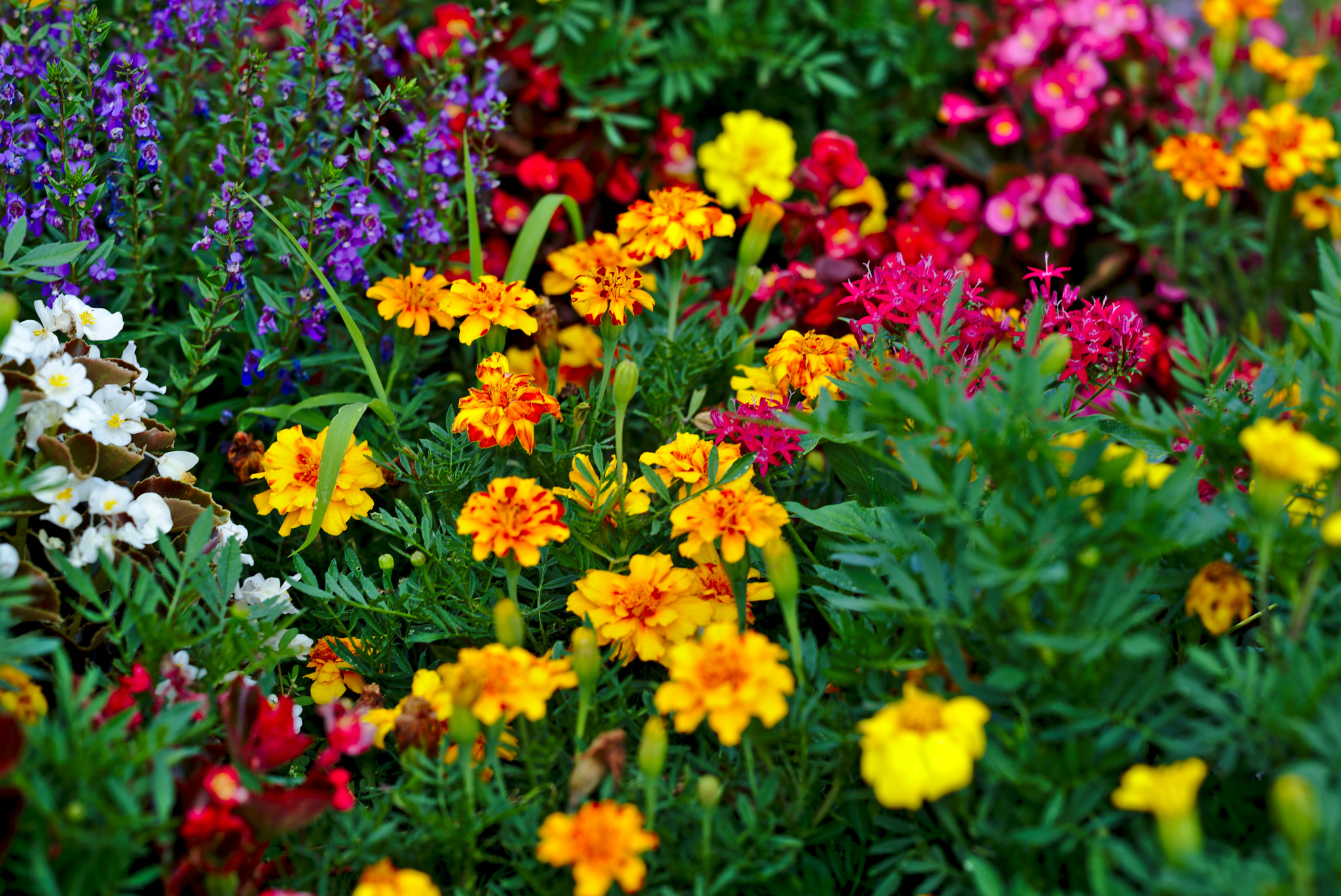 Nikon D810 + Manual Lens No CPU sample photo. Flowers galore! photography