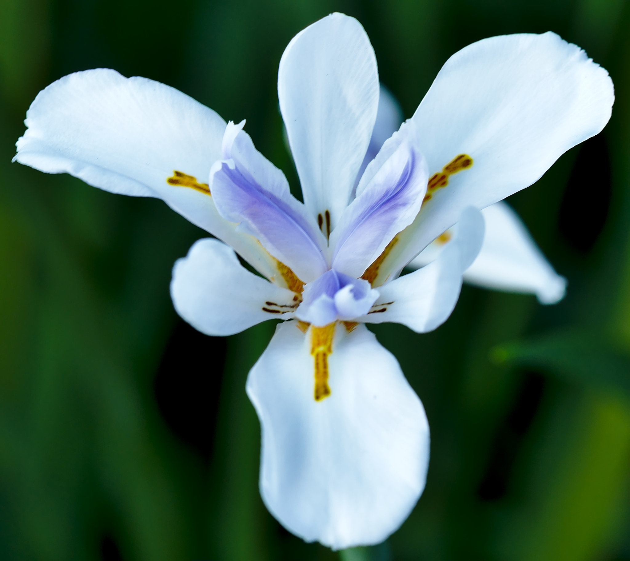 Manual Lens No CPU sample photo. Close-up of an african iris photography