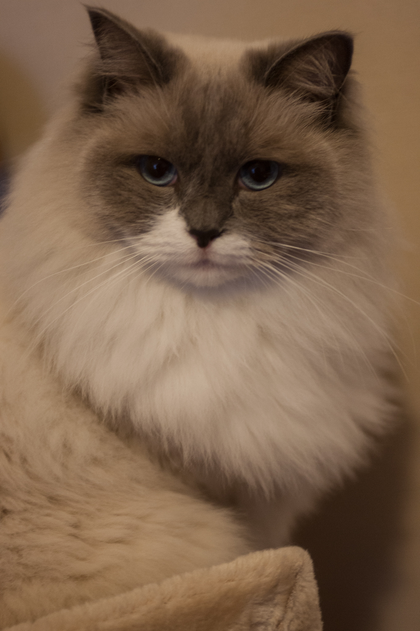 Canon EOS-1D Mark III + EF28-70mm f/2.8L USM sample photo. Gin the cat photography