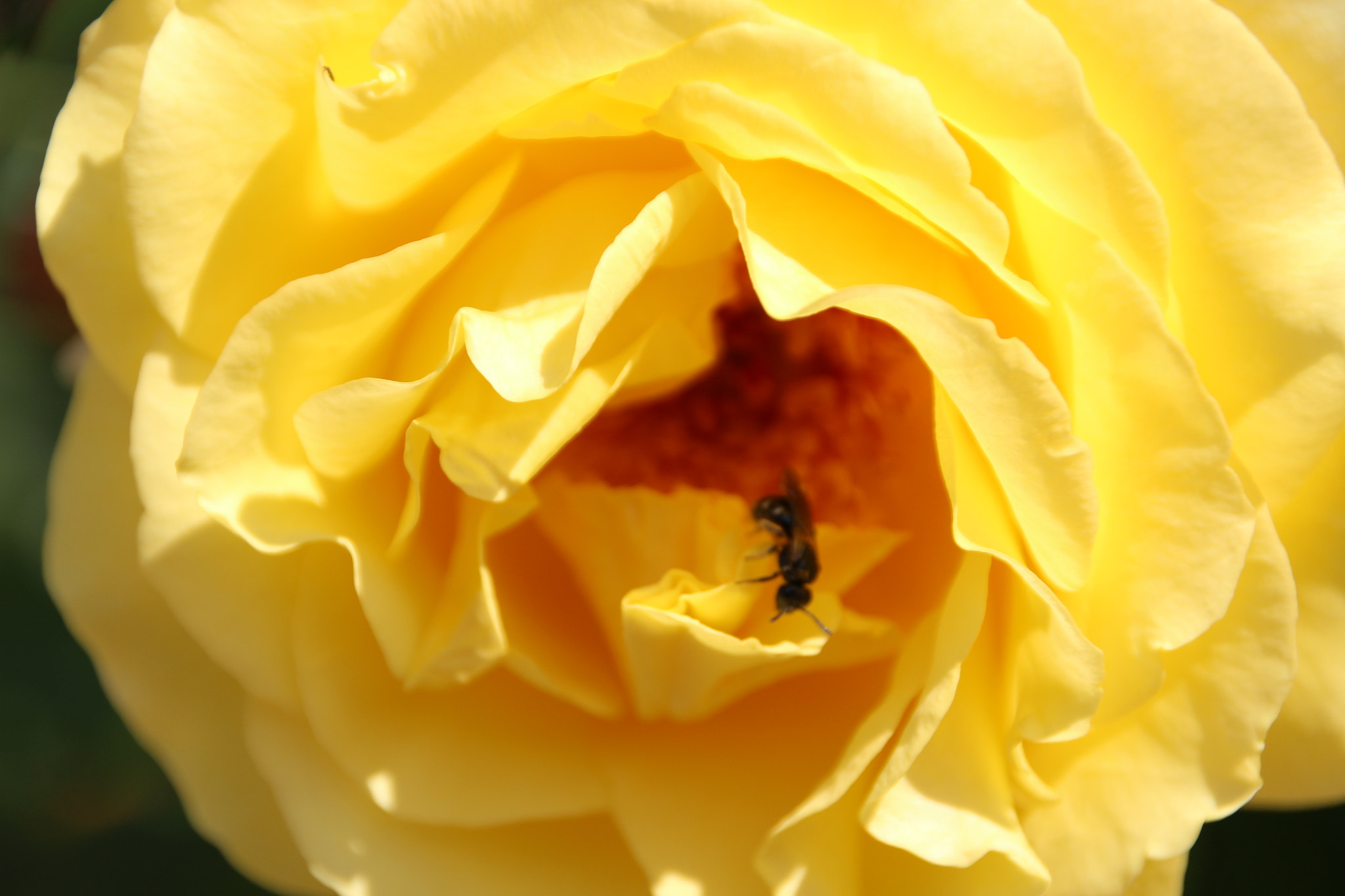 Sigma 18-250mm F3.5-6.3 DC OS HSM sample photo. Morning sun.... photography