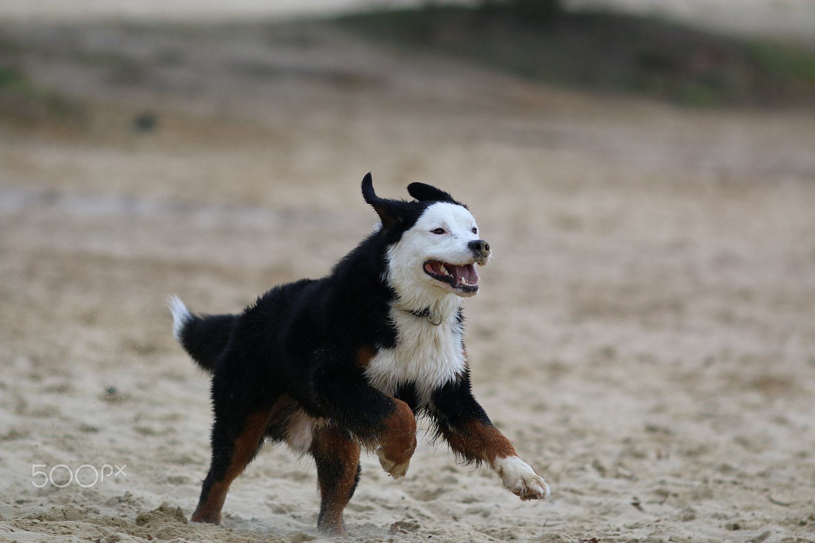 Canon EOS 70D + Canon EF 200mm F2.8L II USM sample photo. Pure lebensfreude photography