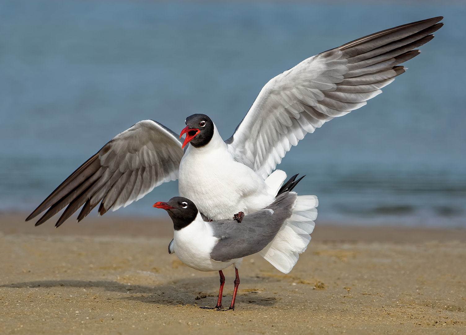 Nikon AF-S Nikkor 200-500mm F5.6E ED VR sample photo. Laughing gulls mating photography