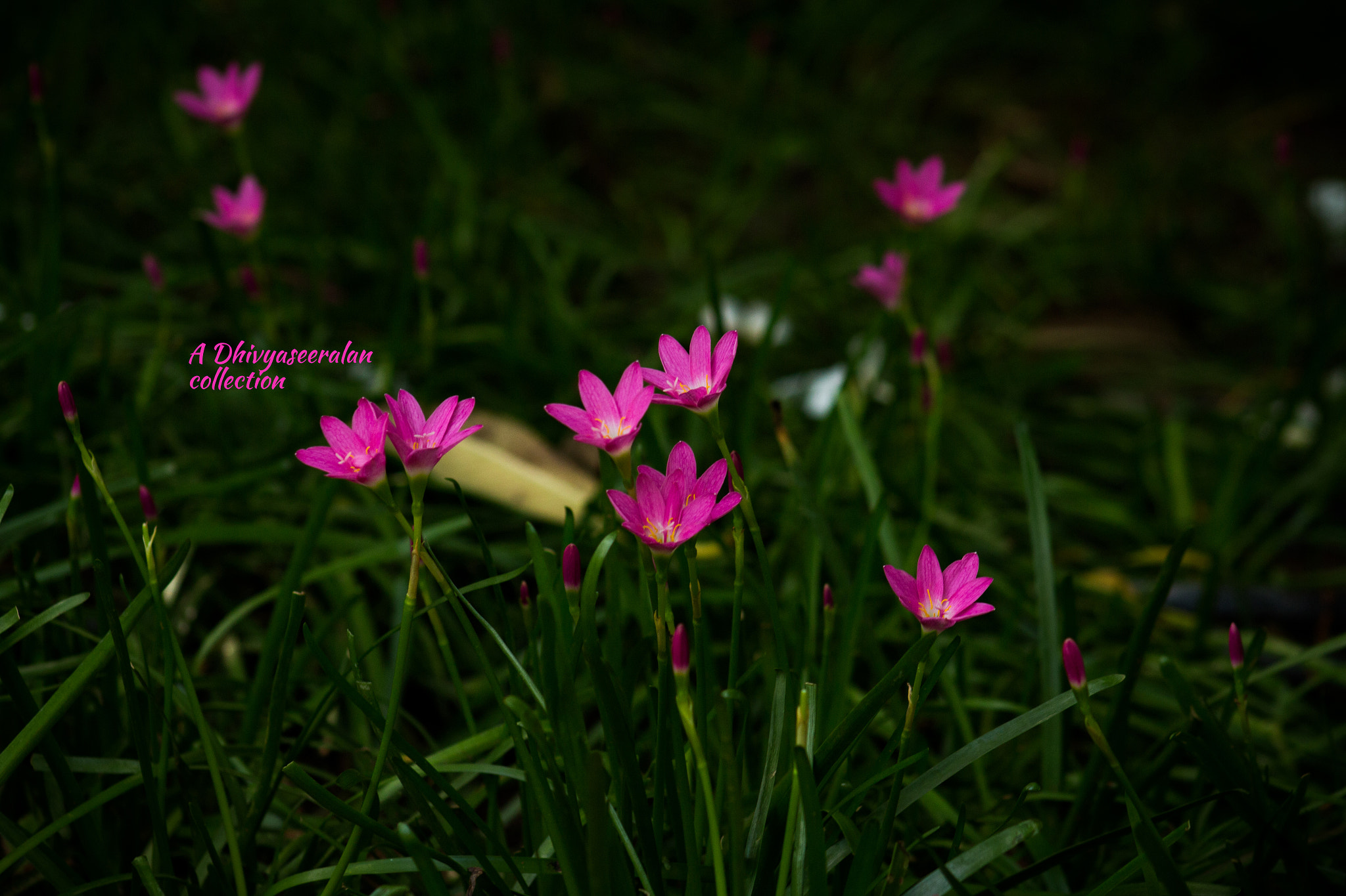 Canon EF 75-300mm f/4-5.6 USM sample photo. Pinky flowers photography