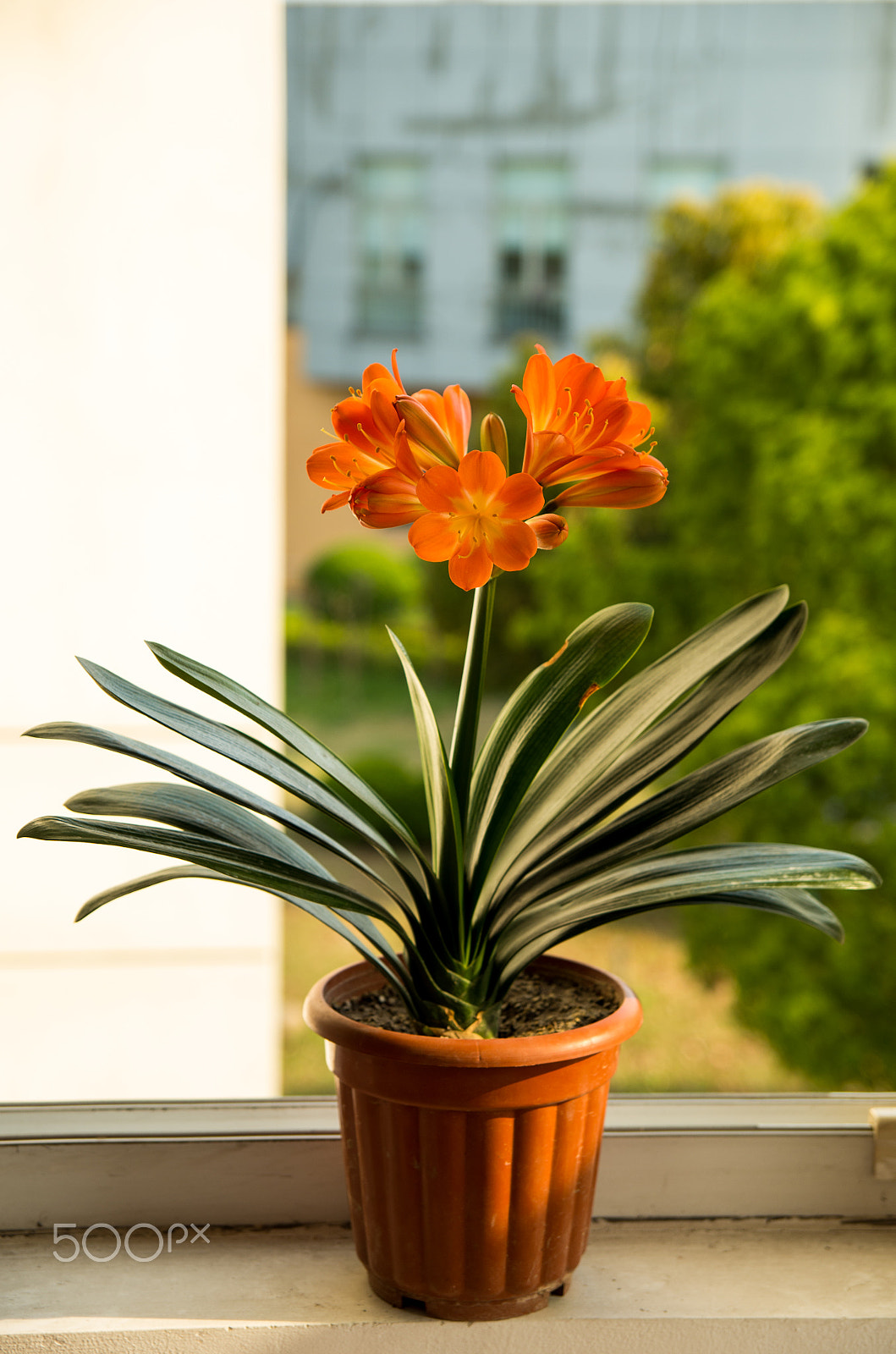 Pentax K-30 sample photo. Orchid photography