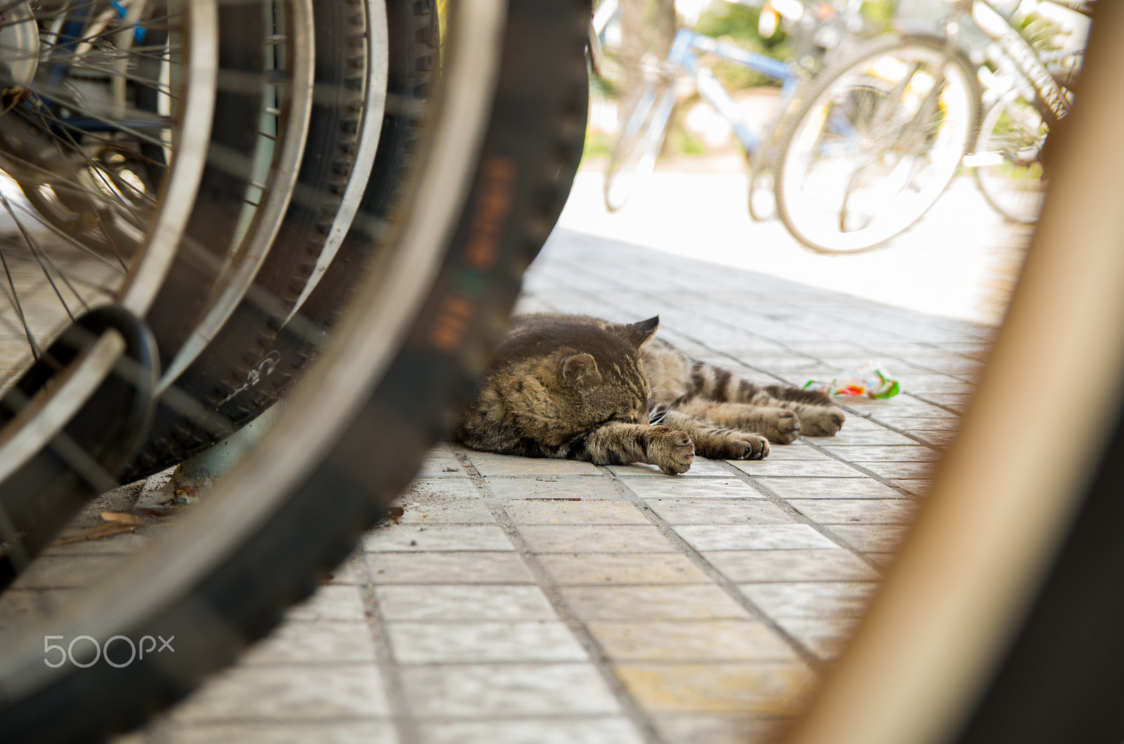 Pentax K-30 sample photo. Sleeping cat photography