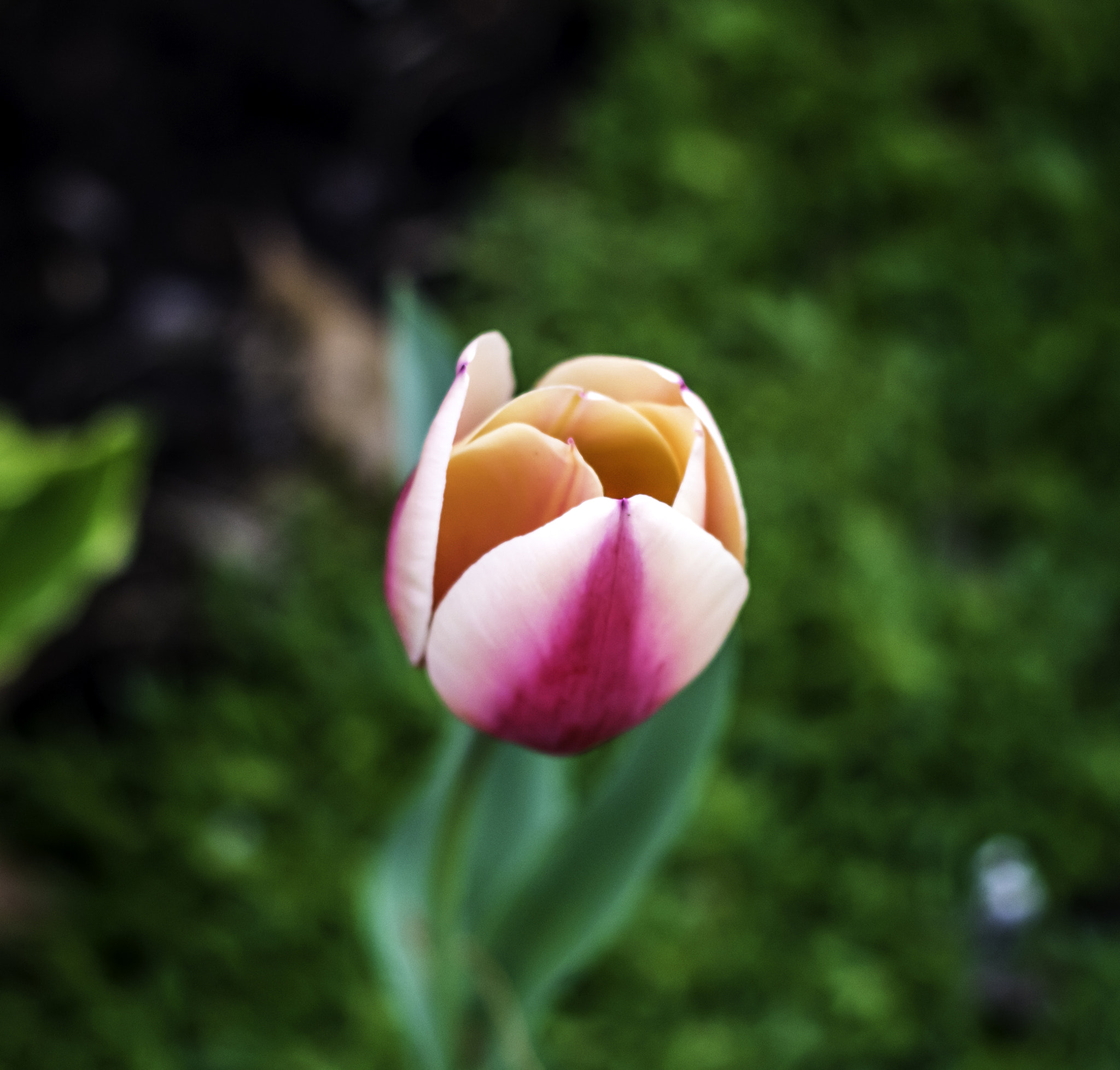 Nikon D5500 + Nikon AF Nikkor 50mm F1.8D sample photo. Flower photography