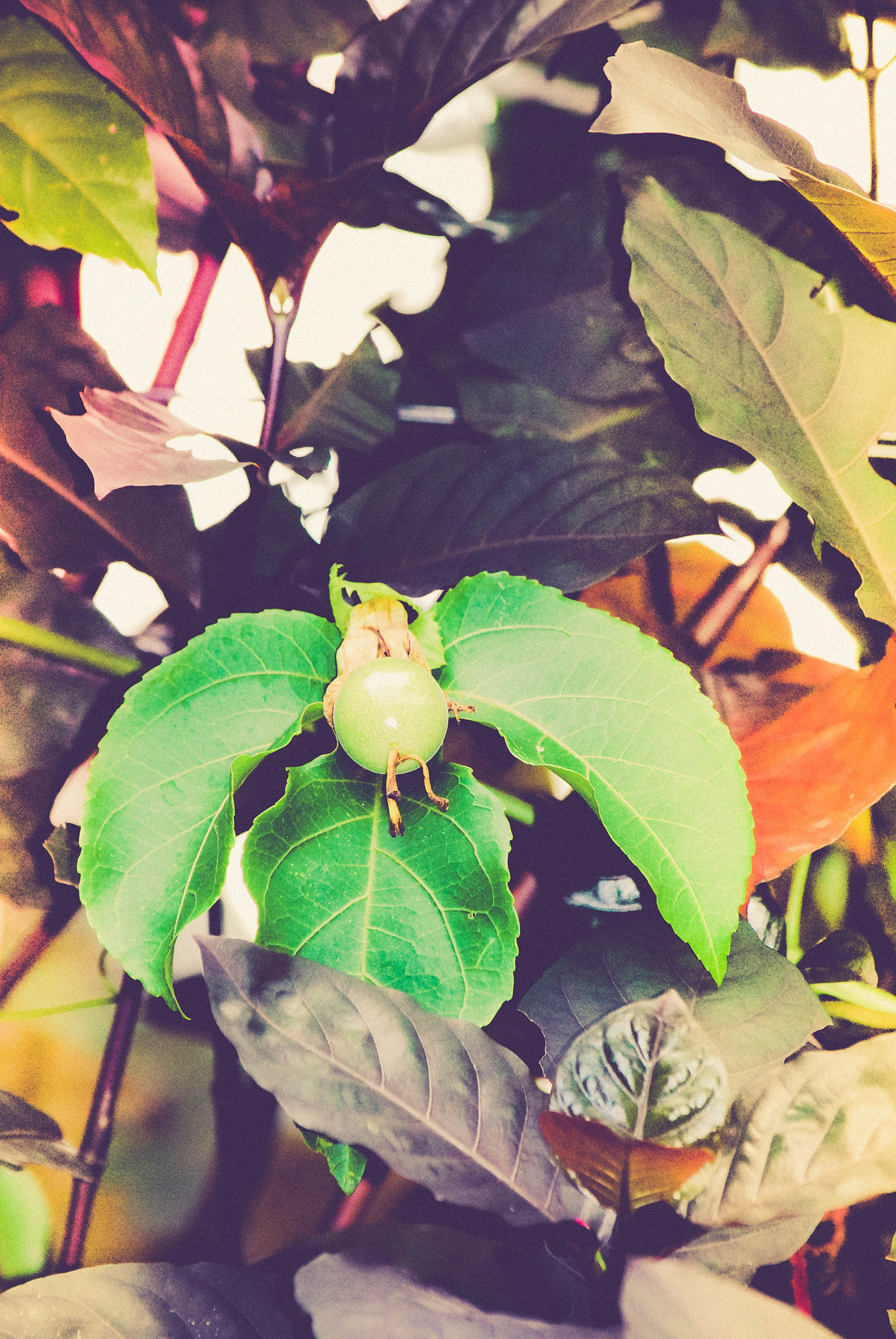 Nikon D60 sample photo. Autumn colors photography