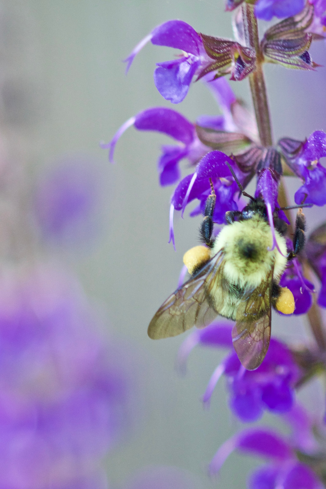 Canon EOS 100D (EOS Rebel SL1 / EOS Kiss X7) sample photo. Bees in my yard photography
