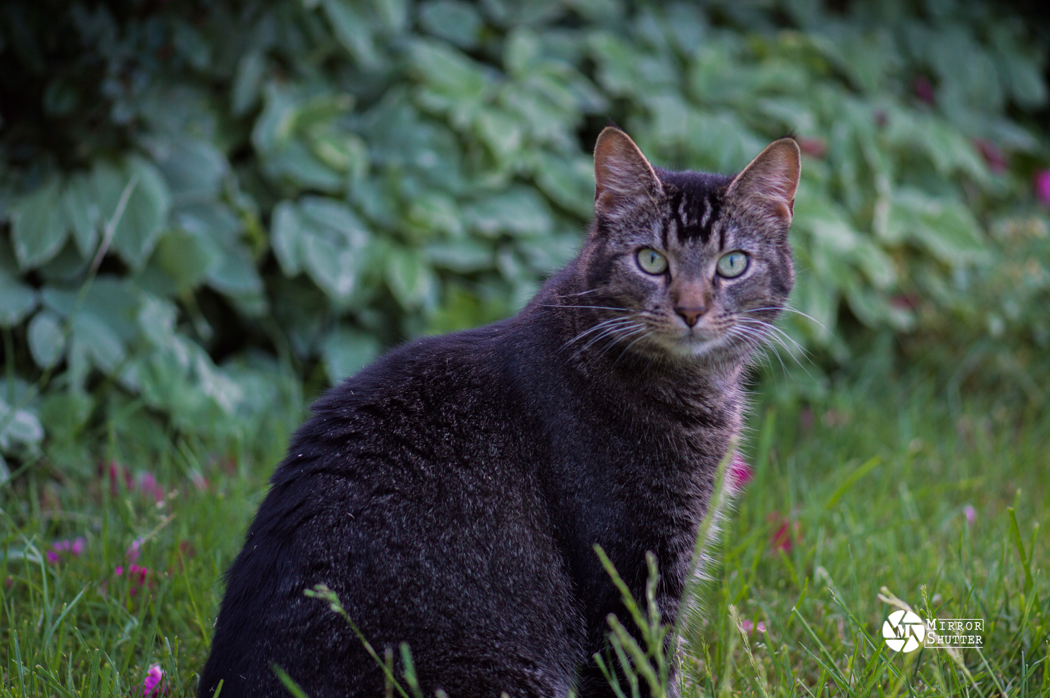 Nikon AF-S Micro-Nikkor 105mm F2.8G IF-ED VR sample photo. Stare me if you can photography