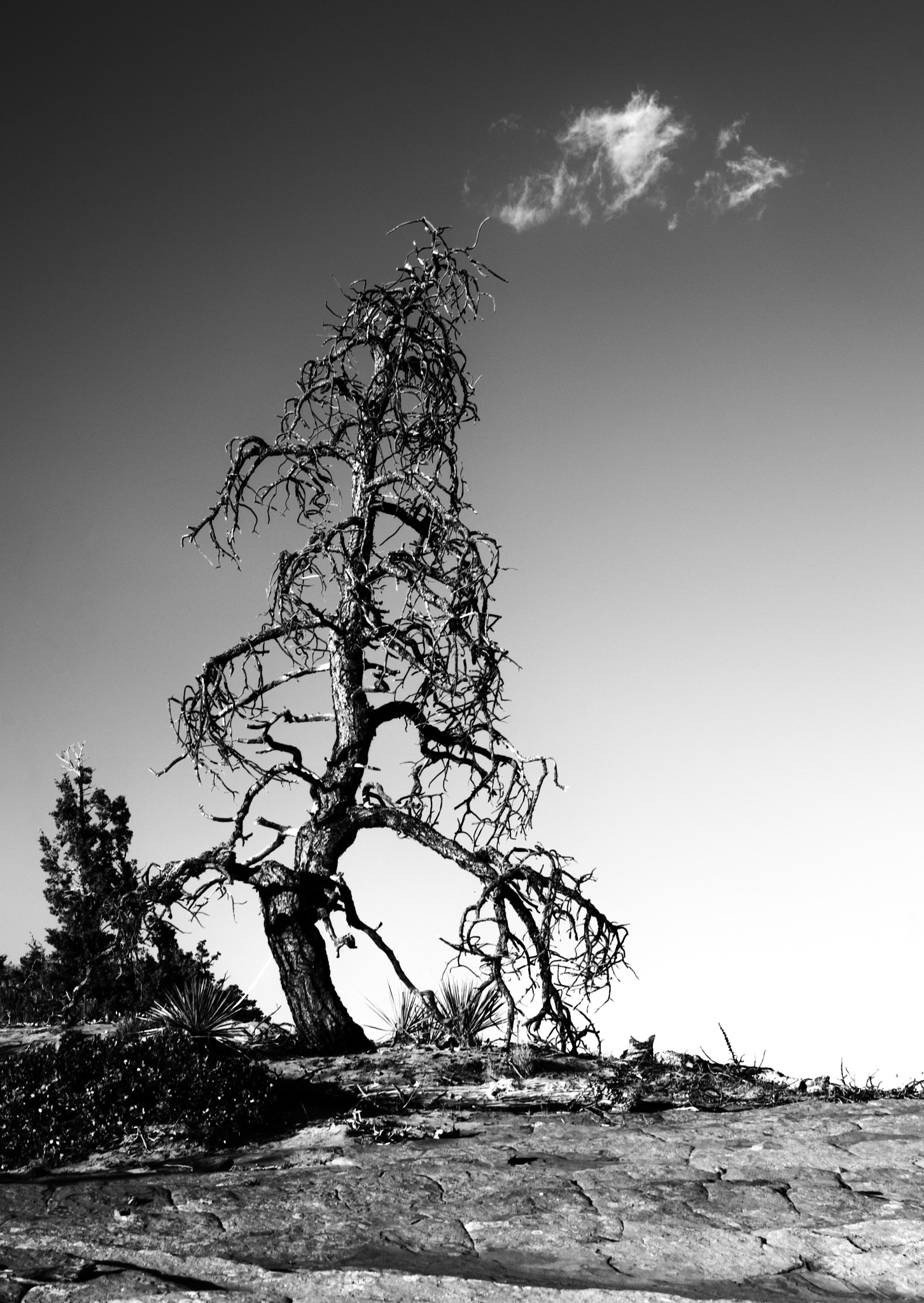 Nikon D2X sample photo. Standing dead photography