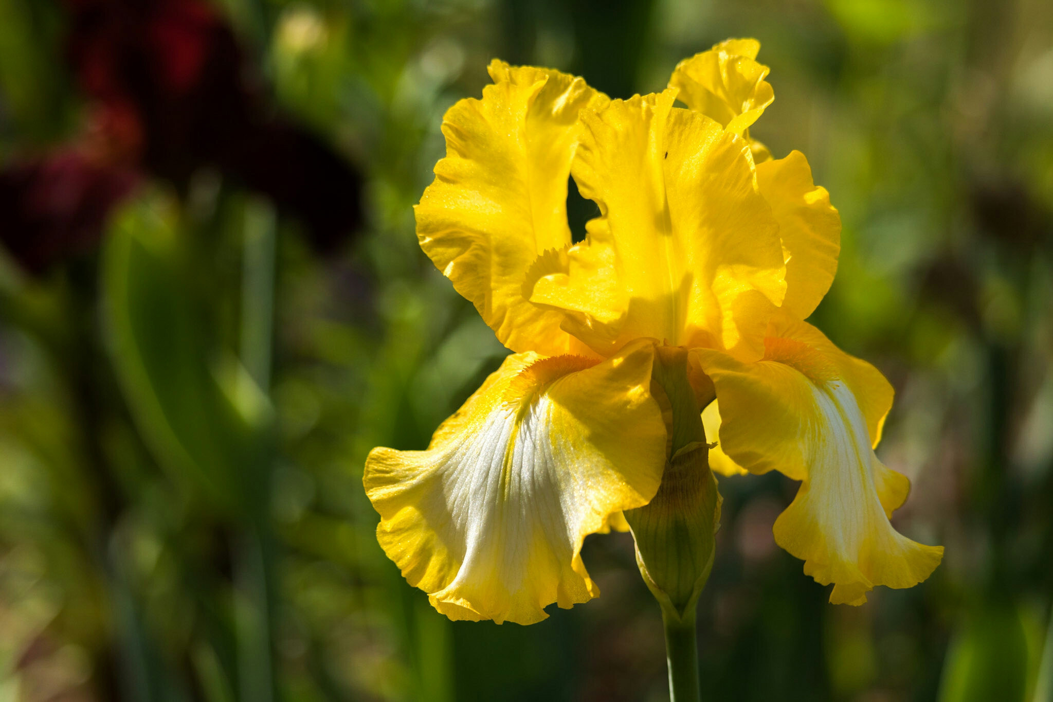 Canon EF-S 55-250mm F4-5.6 IS STM sample photo. Iris i photography