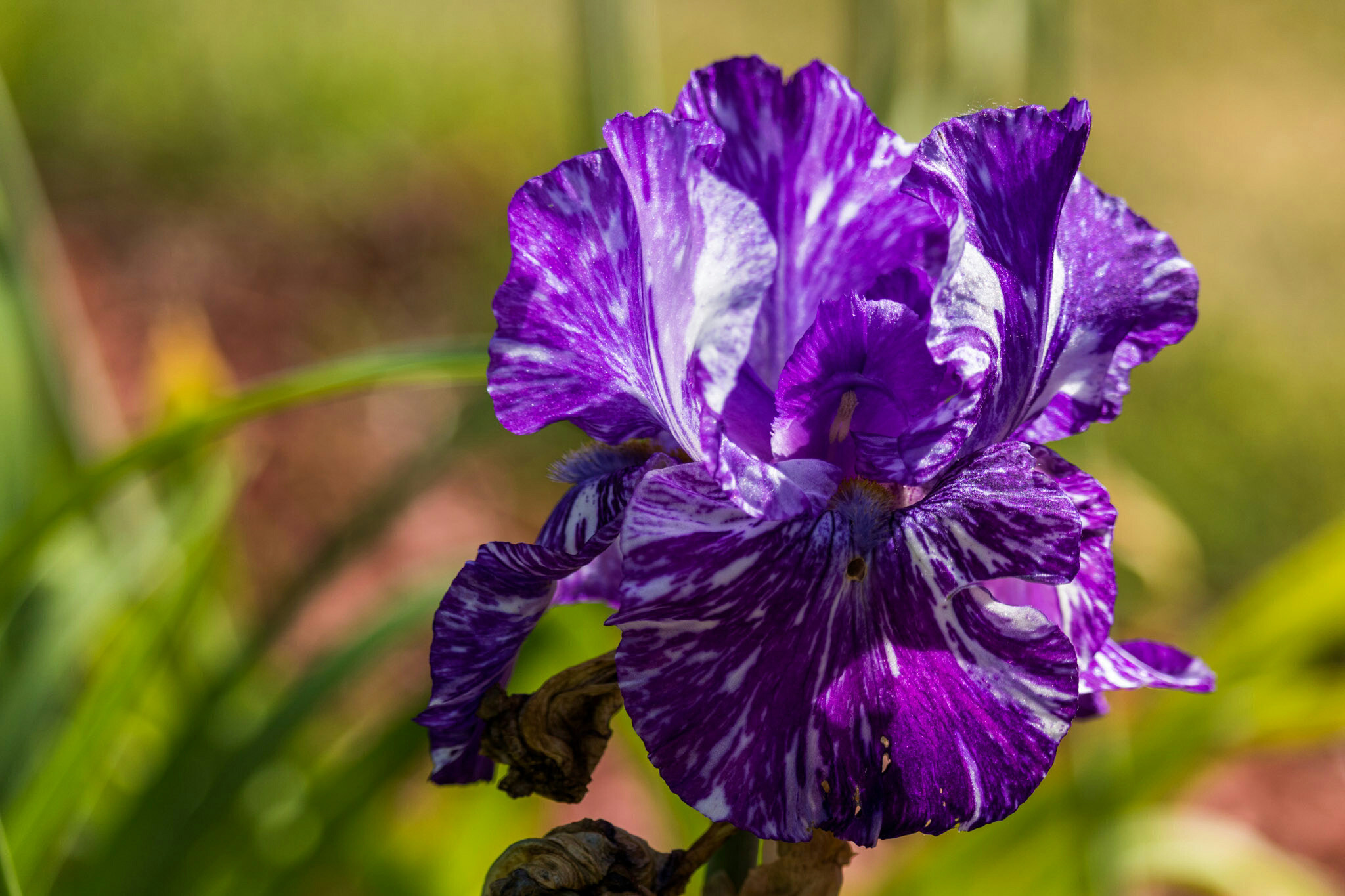 Canon EF-S 55-250mm F4-5.6 IS STM sample photo. Iris ii photography