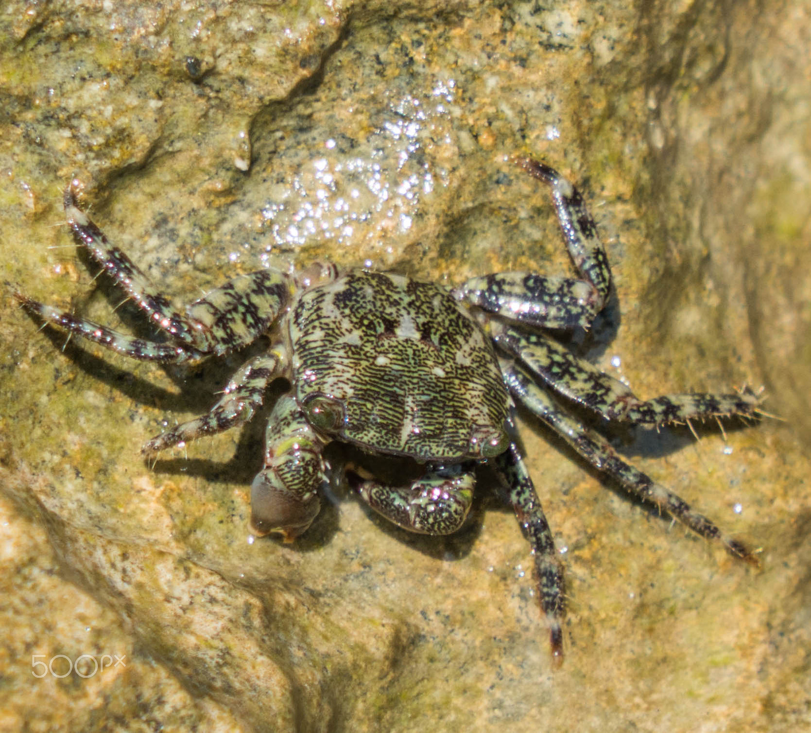 Sony a6300 + Sony FE 24-240mm F3.5-6.3 OSS sample photo. Amphibious spider - ragno anfibio photography