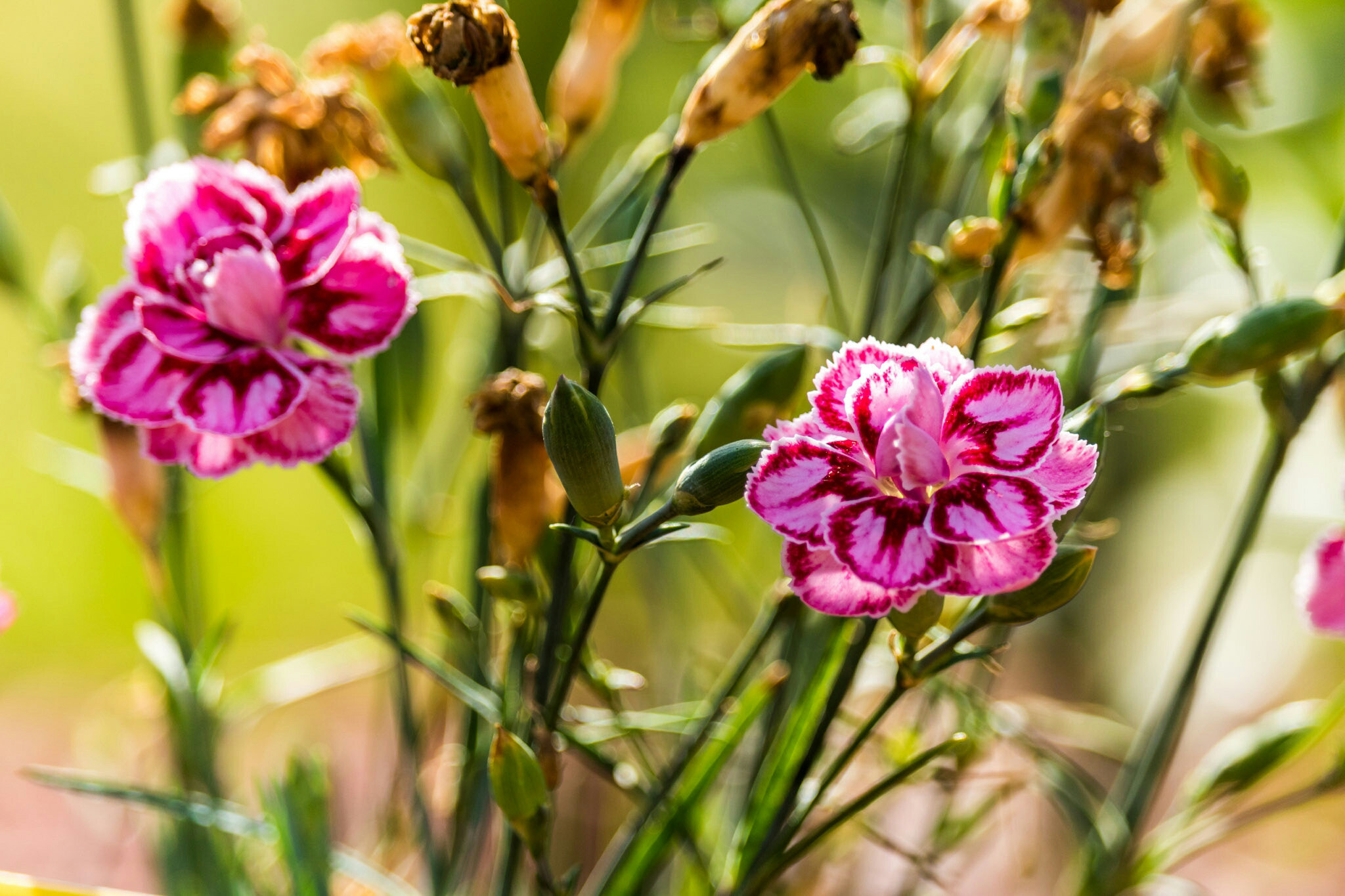Canon EF-S 55-250mm F4-5.6 IS STM sample photo. Flowers  photography