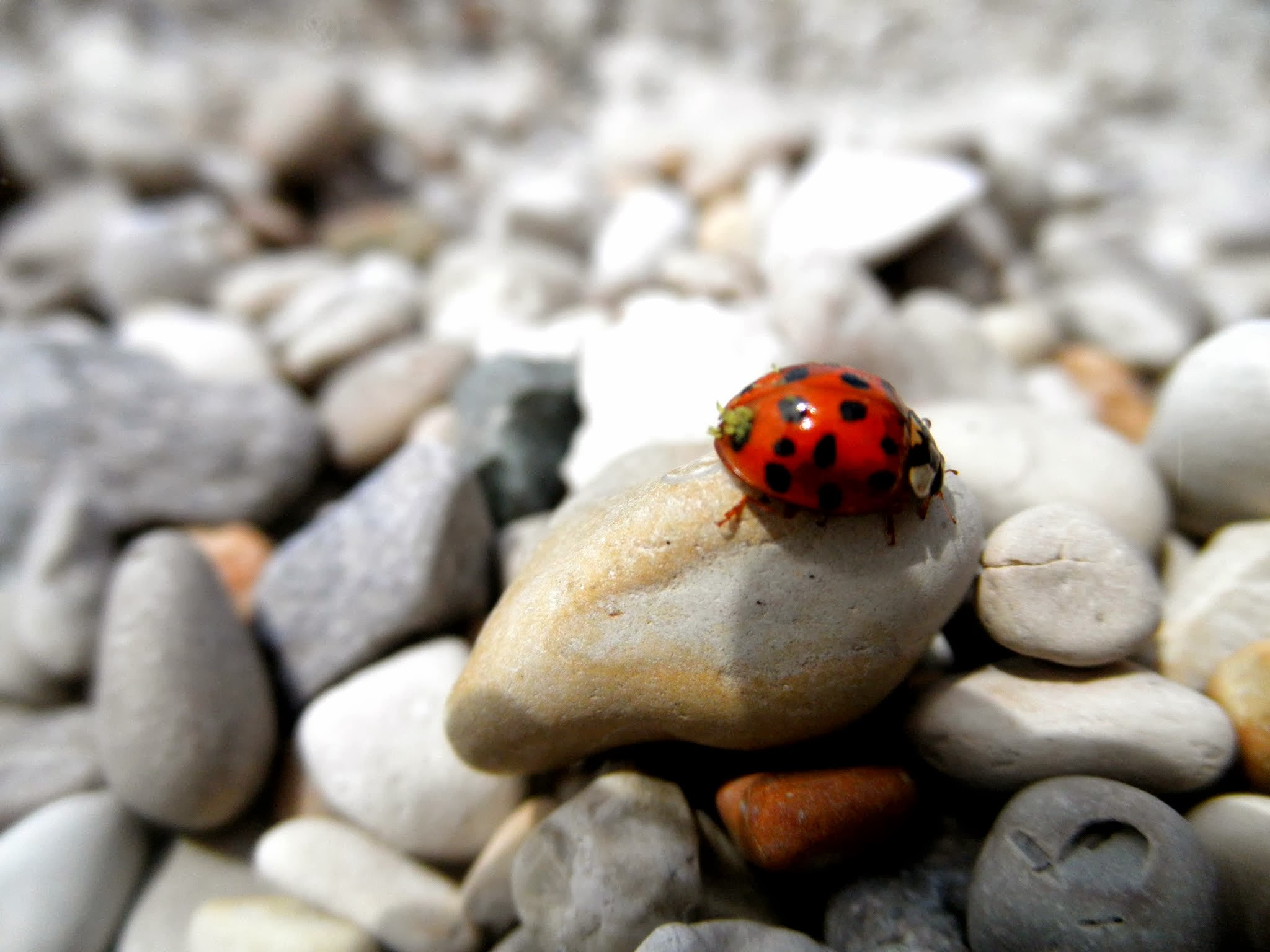 Olympus u7030,S7030 sample photo. Ladybird photography