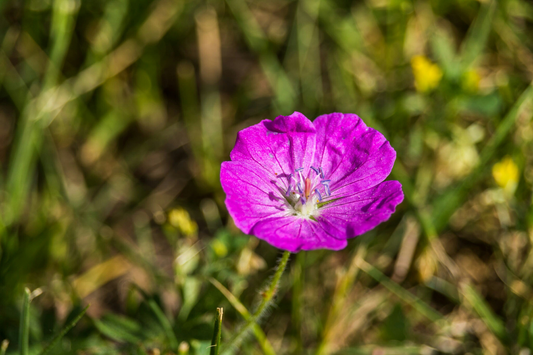 Canon EF-S 55-250mm F4-5.6 IS STM sample photo. Singular  photography