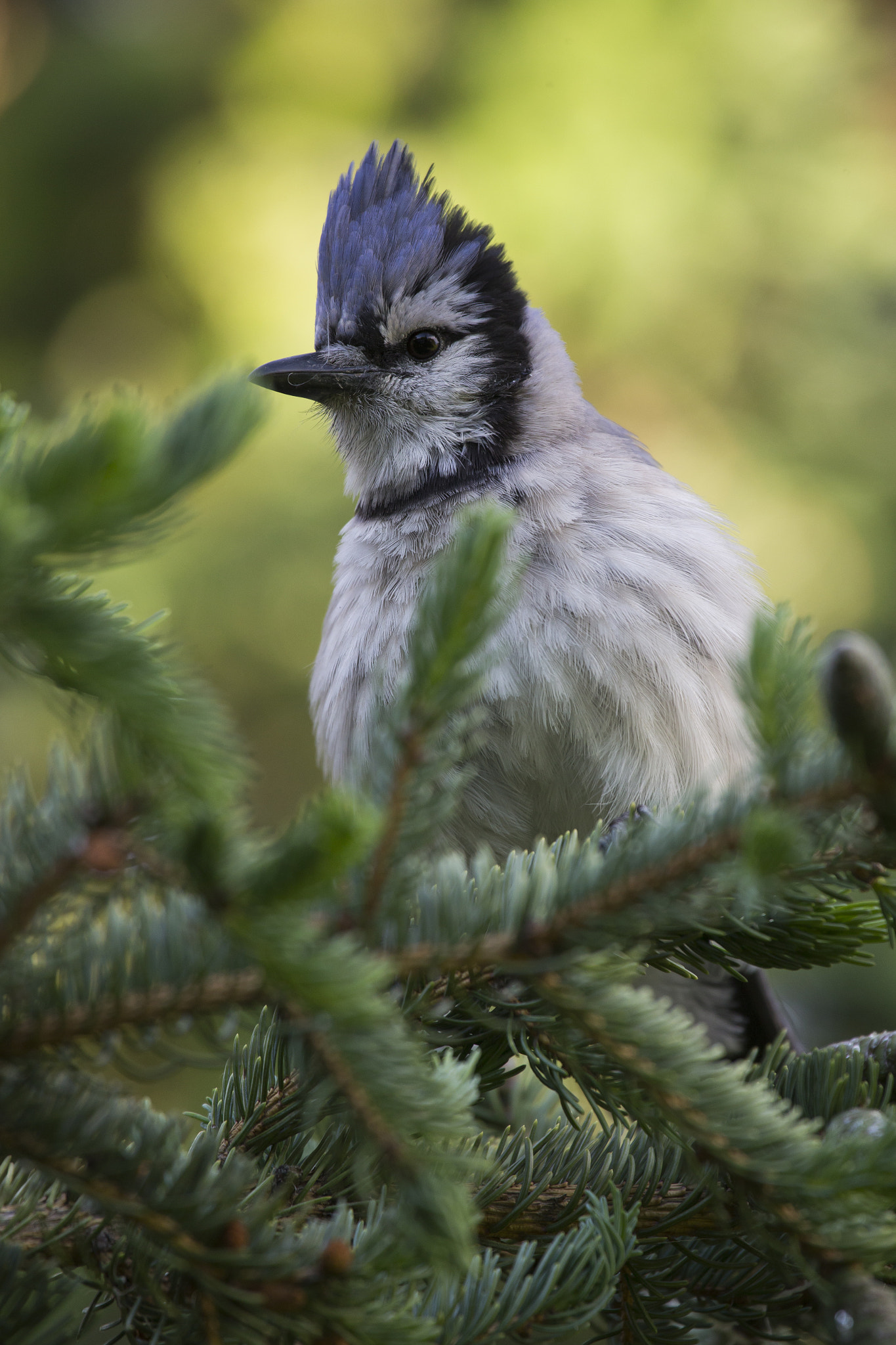 Canon EF 100-400mm F4.5-5.6L IS USM sample photo. Blue jay photography