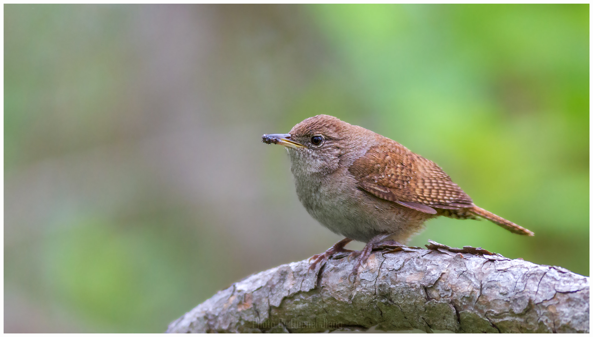 Canon EOS 7D + Canon EF 600mm f/4L IS sample photo. Wren photography