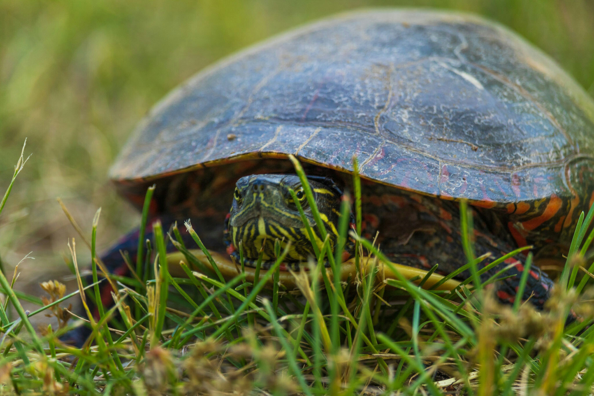 Canon EF-S 55-250mm F4-5.6 IS STM sample photo. Turtle i  photography
