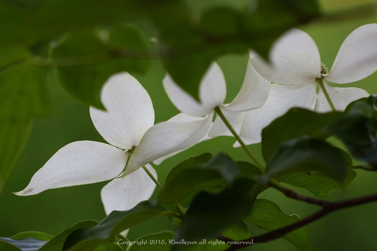 Canon EOS 650D (EOS Rebel T4i / EOS Kiss X6i) + Canon EF 100mm F2.8L Macro IS USM sample photo. Friends photography