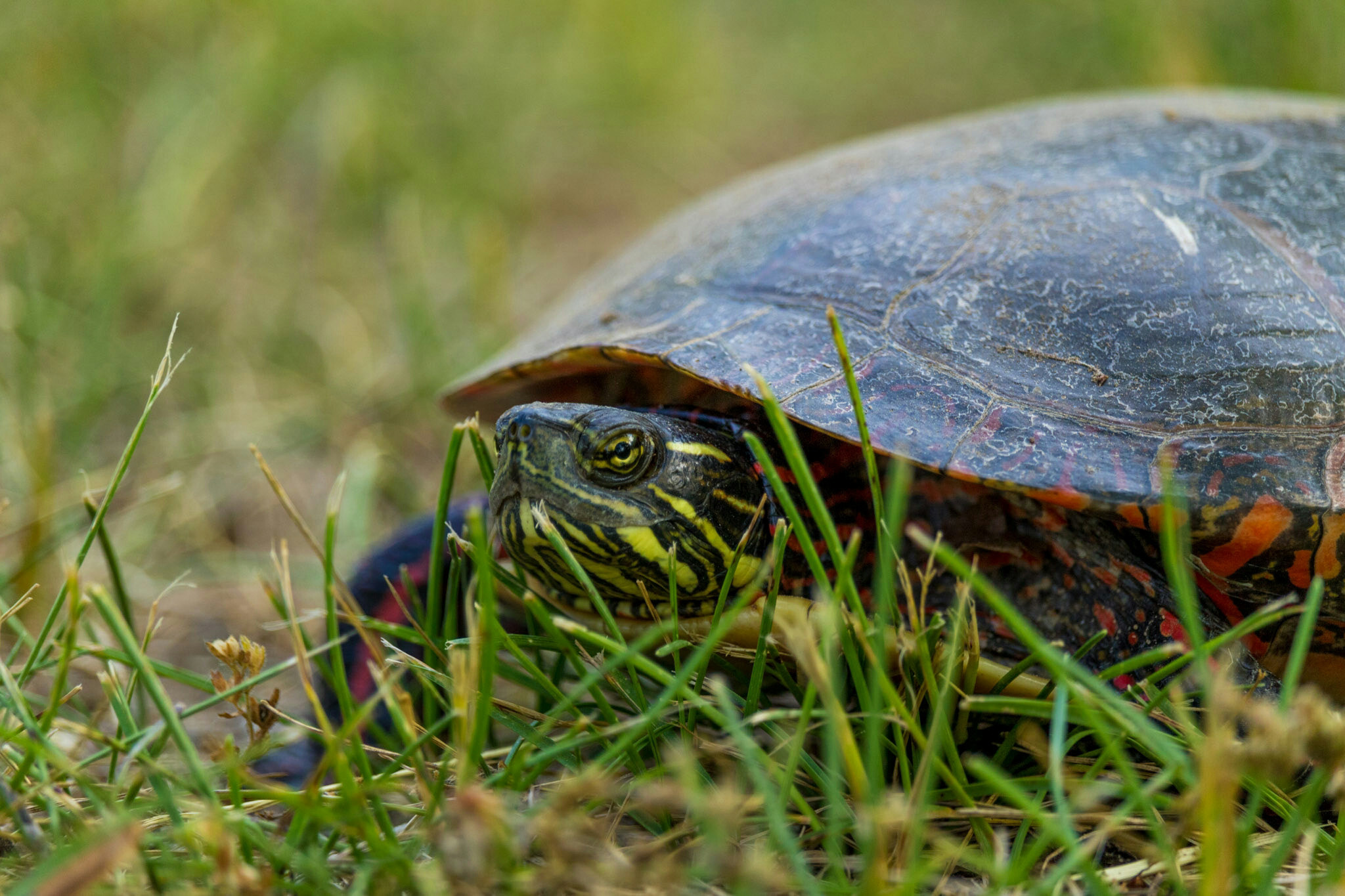 Canon EF-S 55-250mm F4-5.6 IS STM sample photo. Turtle ii photography