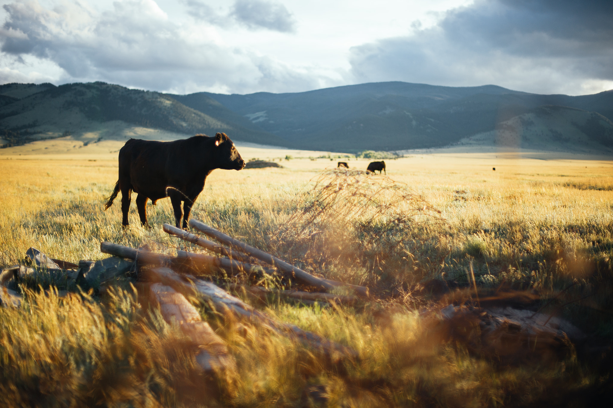 Nikon D3 + Nikon AF Nikkor 50mm F1.4D sample photo. Montana photography