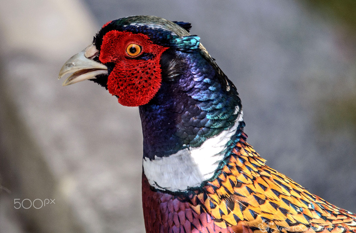 Sigma 120-400mm F4.5-5.6 DG OS HSM sample photo. Phasianus colchicus photography