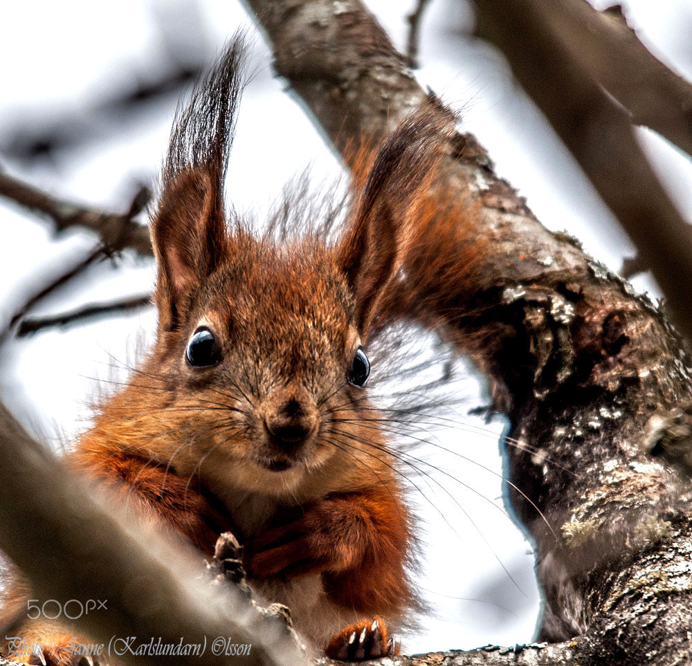 Sigma 120-400mm F4.5-5.6 DG OS HSM sample photo. Sciurus vulgaris photography